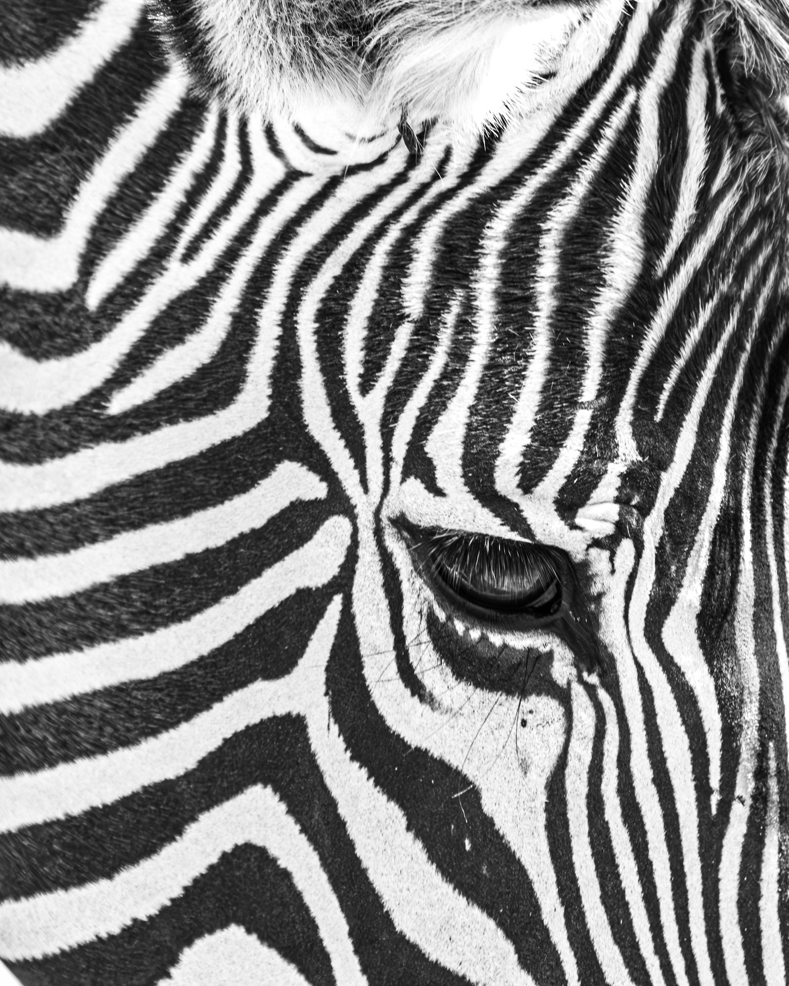 _DSC8883-Enhanced-NR-1 - Copy.jpg