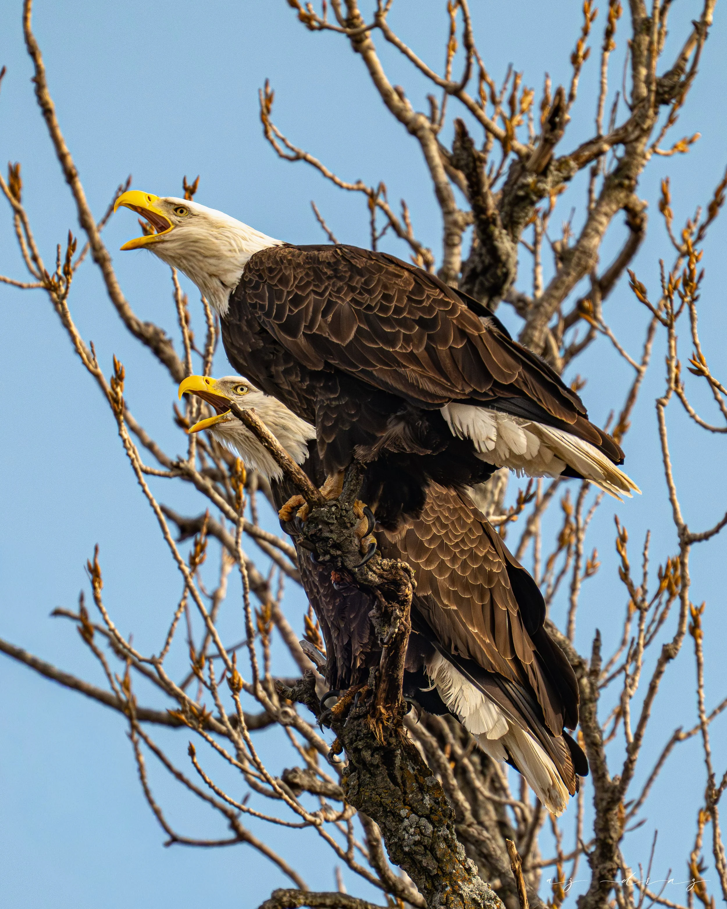 _DSC8187-2.jpg