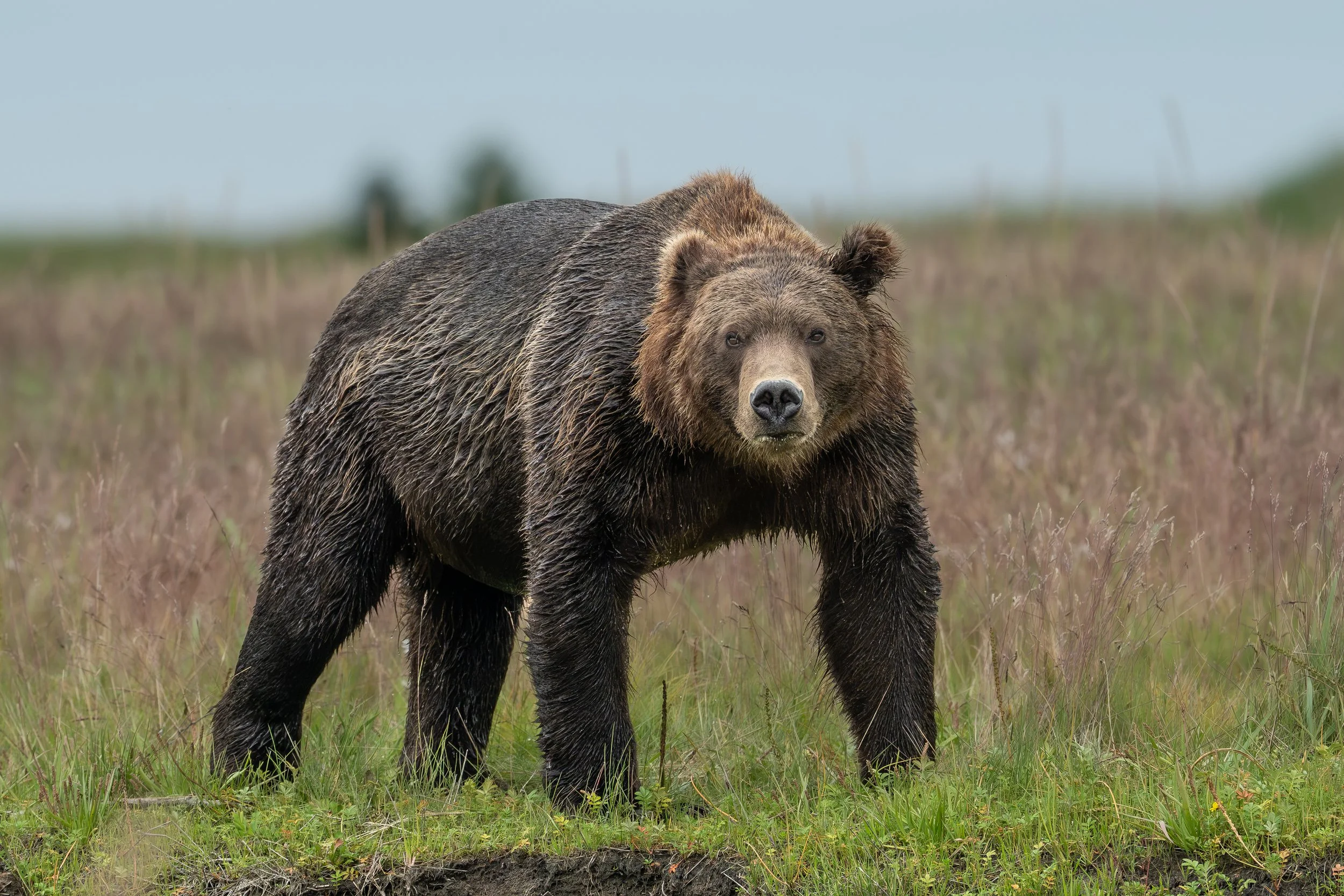 A large brown bear standing in a grassy field with blurred trees and sky in the background.