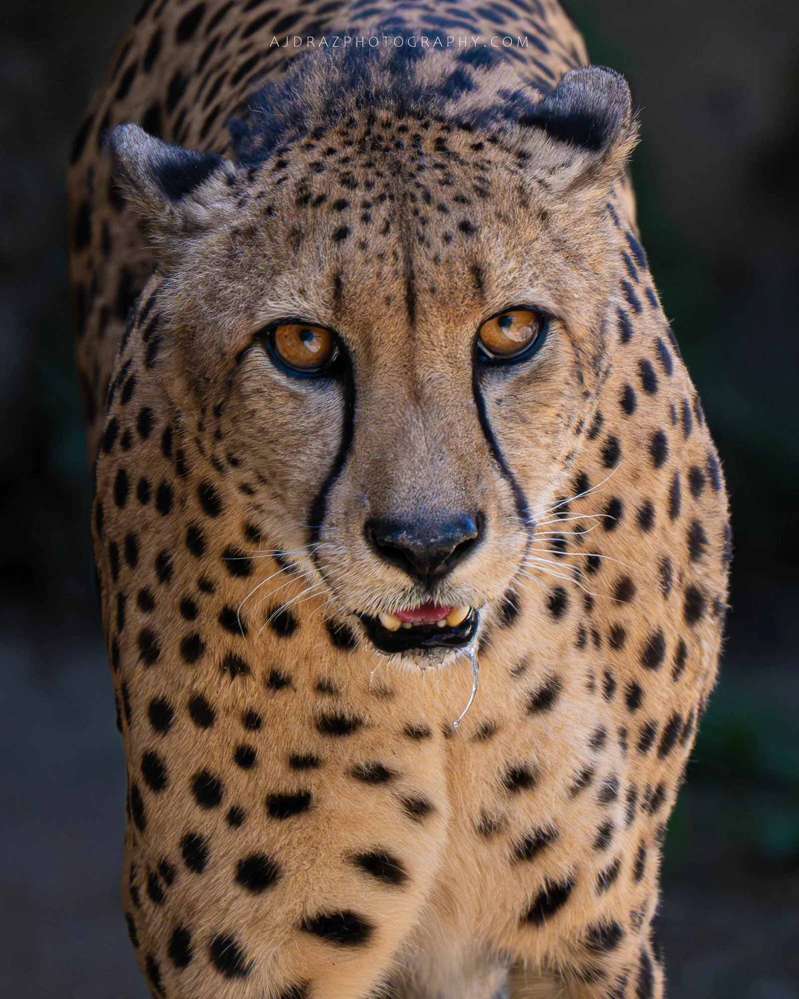 _DSC4290-1 - Copy.jpg