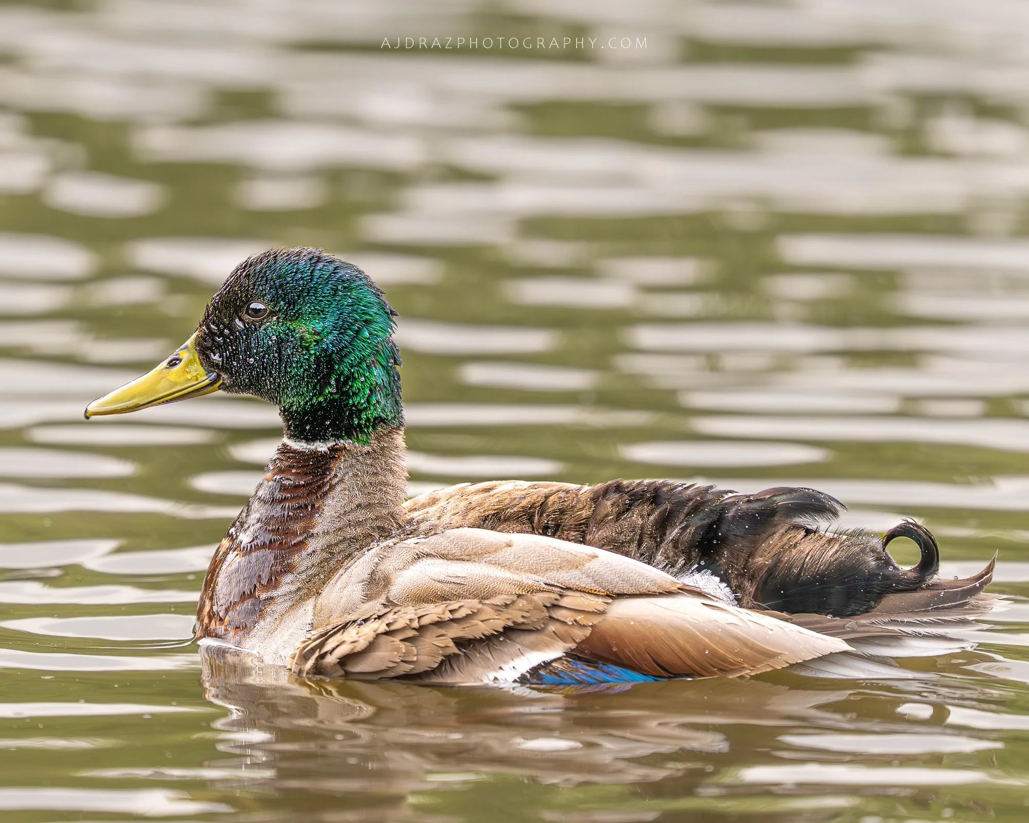 _DSC7692-Enhanced-NR-1 - Copy (2).jpg
