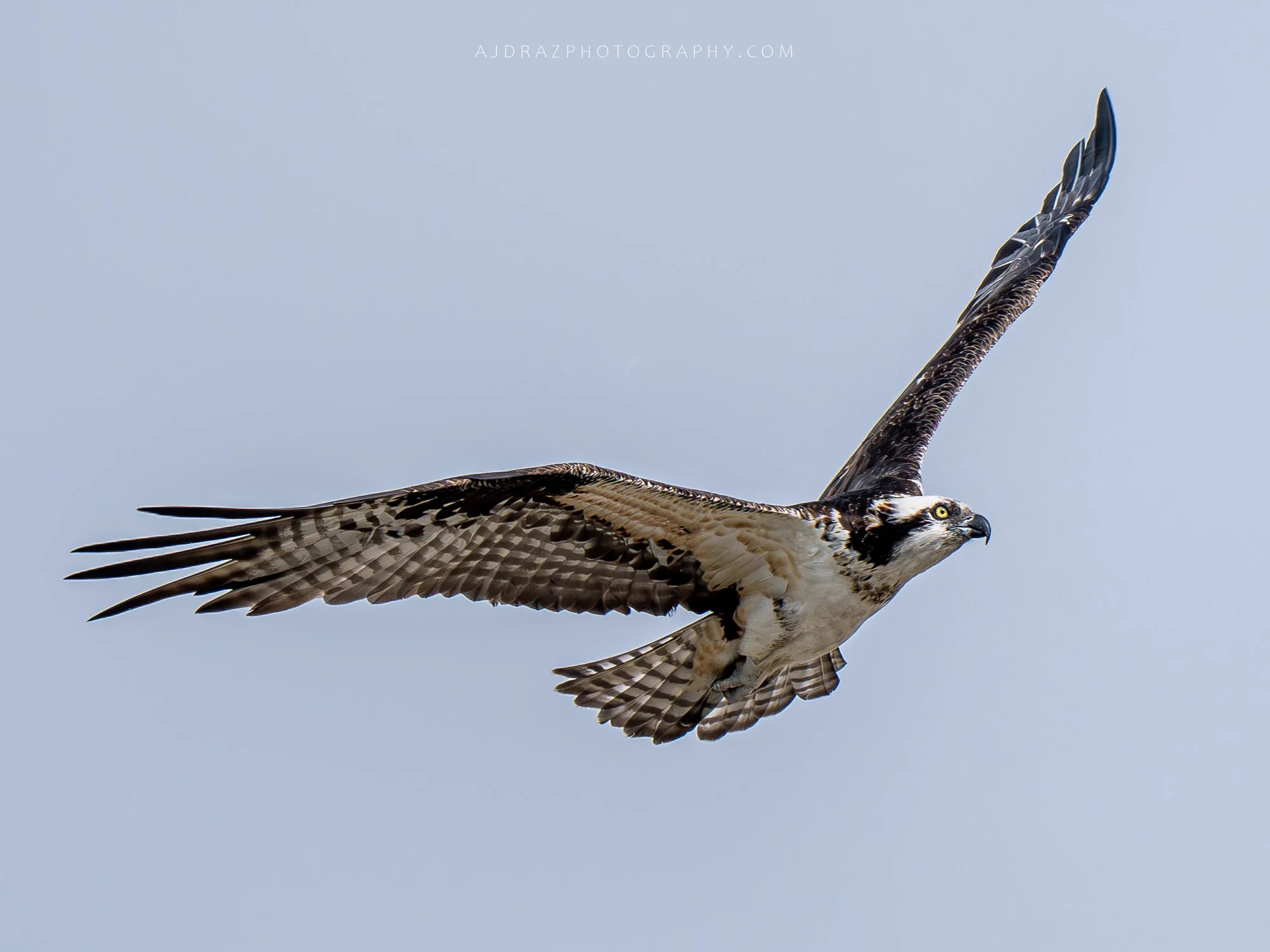 _DSC2730-Enhanced-NR-1.jpg