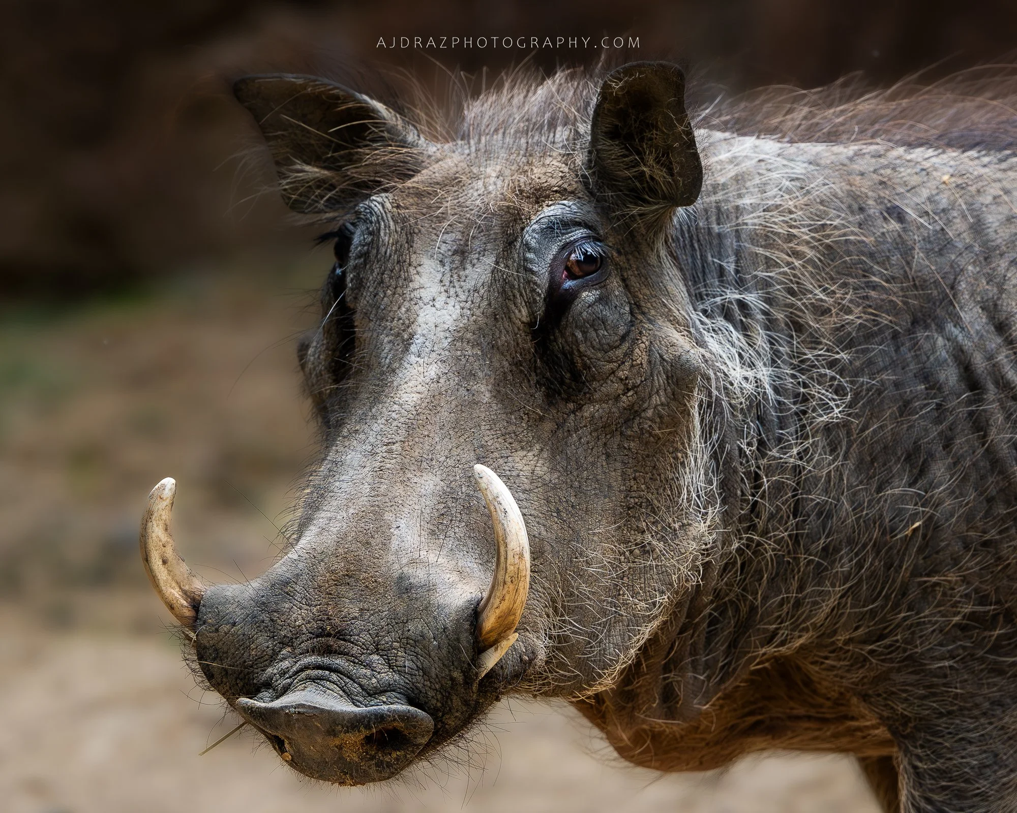 _DSC4656-Enhanced-NR-2-1 - Copy.jpg