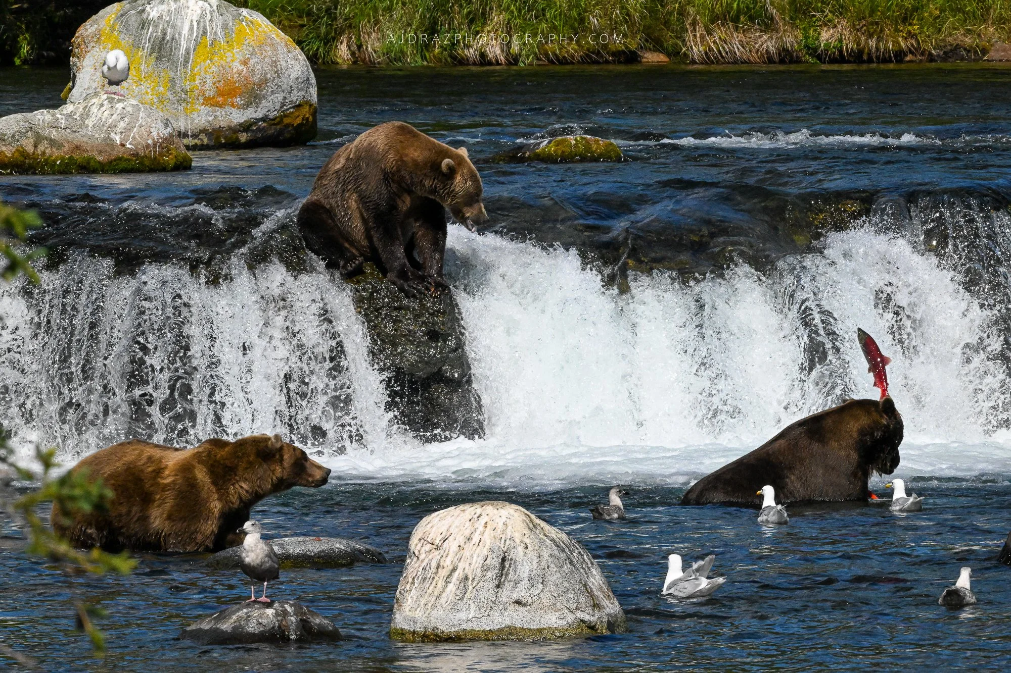 DSC_1597-1.jpg