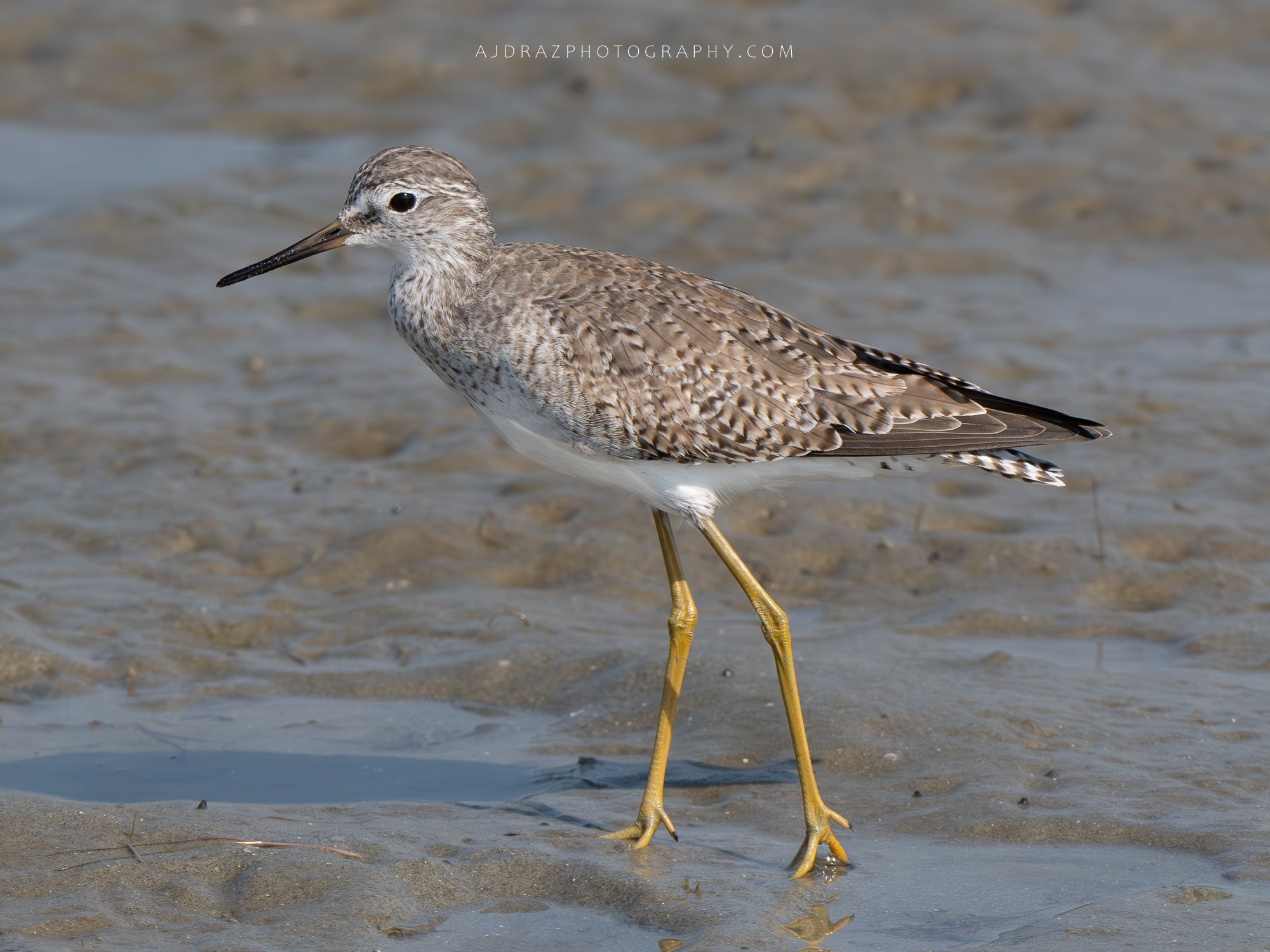 _DSC7618-Enhanced-NR-1 - Copy.jpg