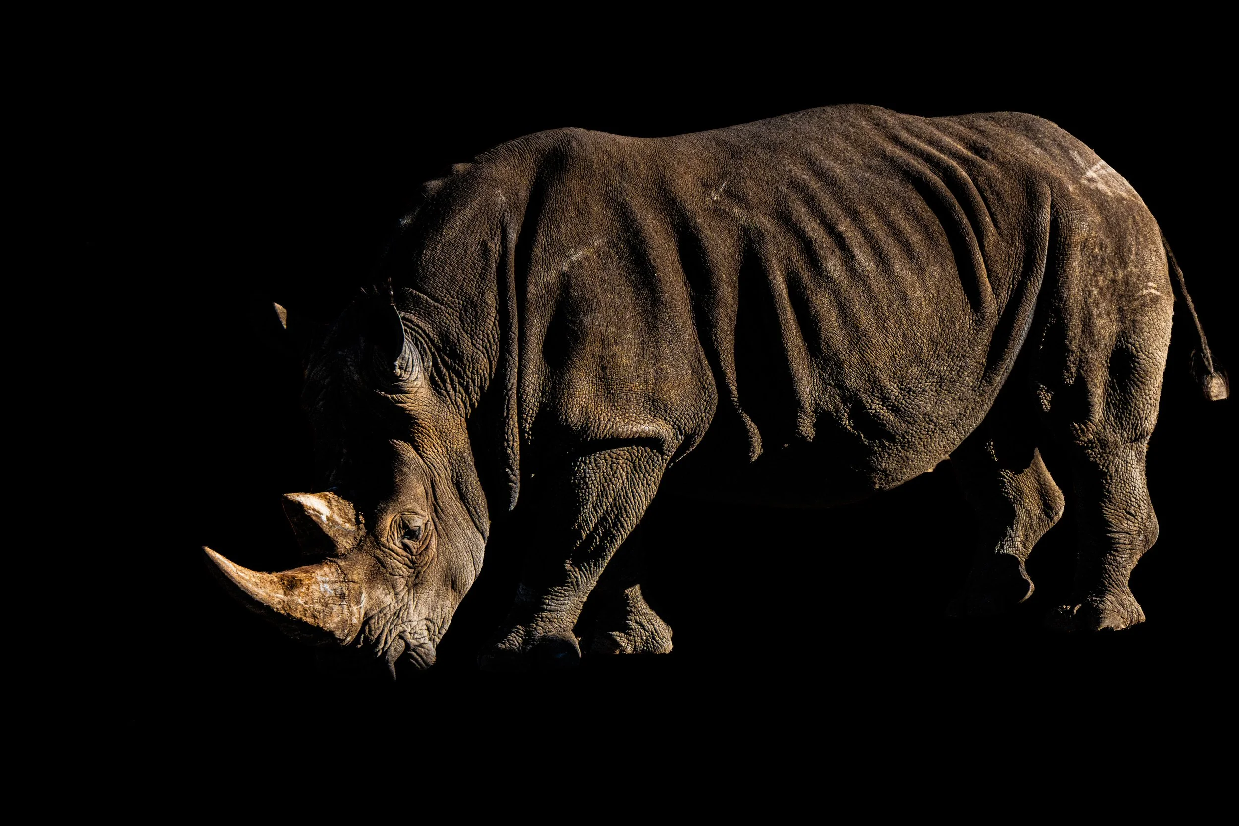 A large adult rhinoceros walking on a dark background.