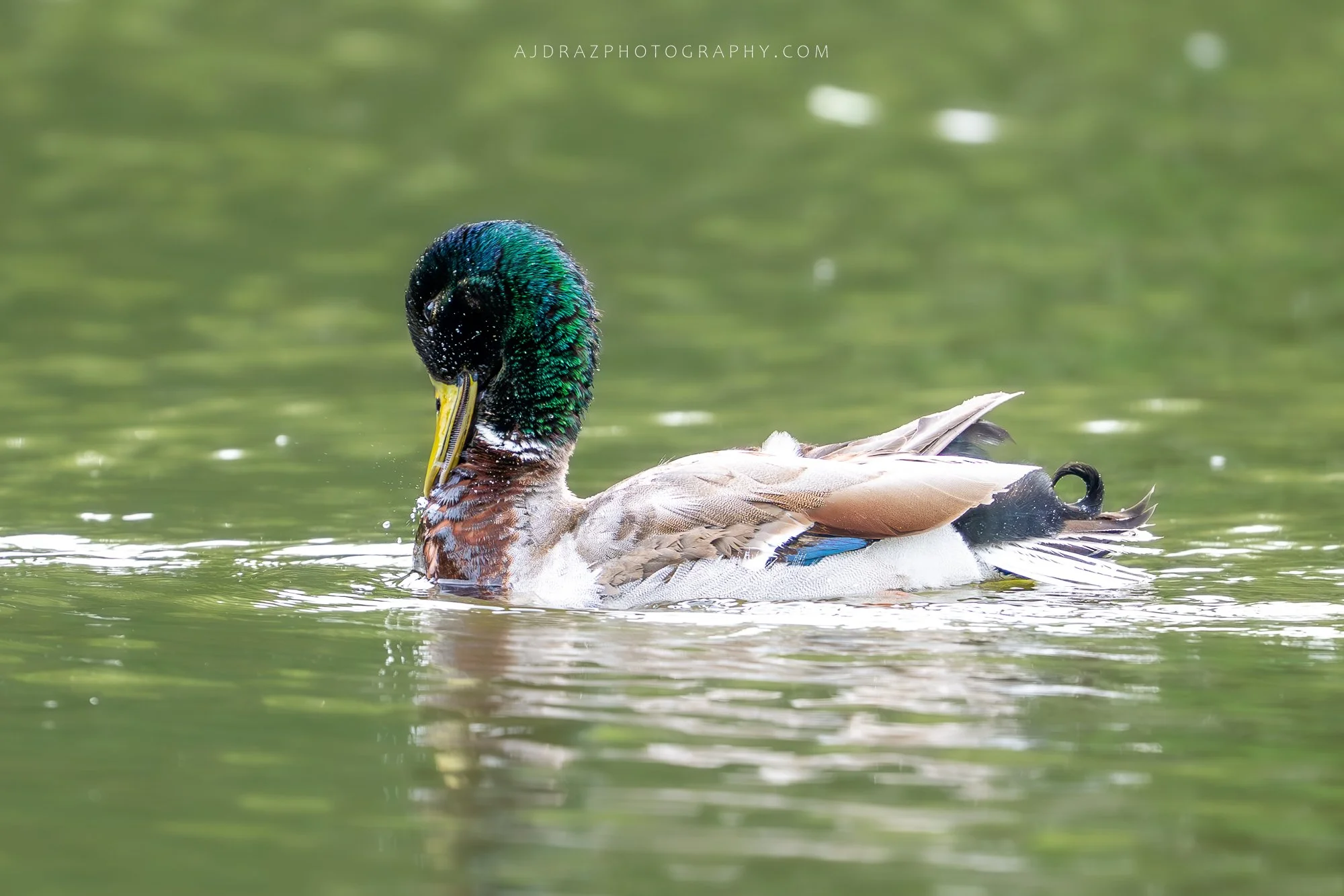 _DSC7624-Enhanced-NR-1 - Copy - Copy.jpg