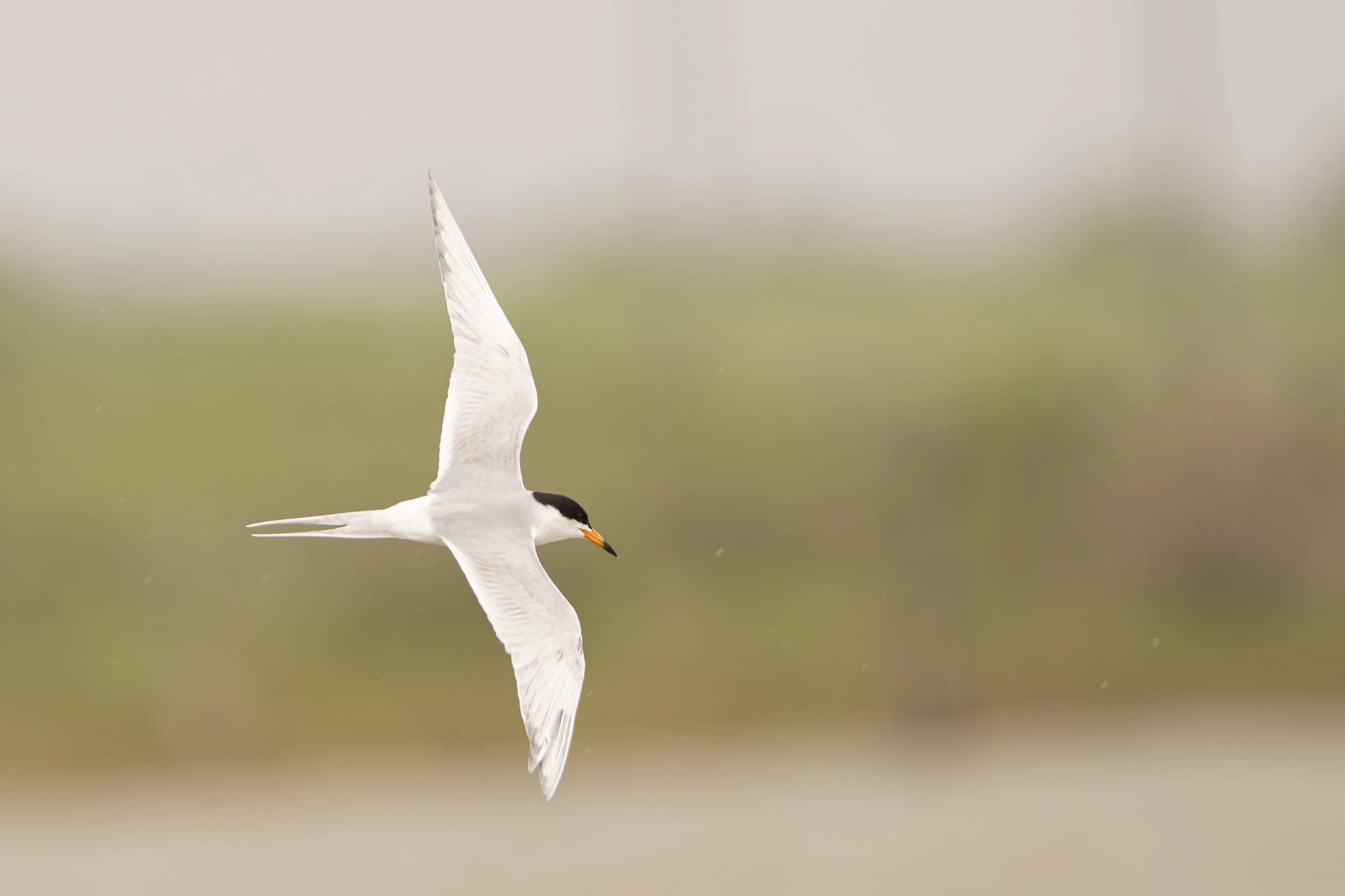 Jocelyn Nungaray NWR 4-4-2025 10-51_-33.jpg