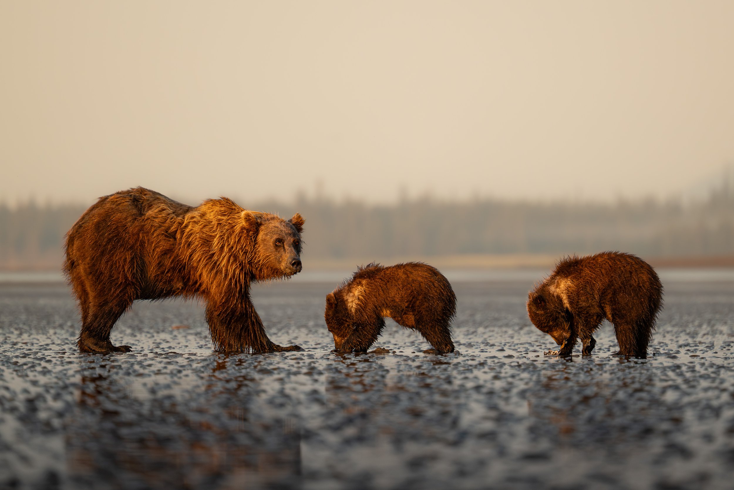 A group of brown bears walking on a sandy beach, with a blurred distant landscape and sky in the background.