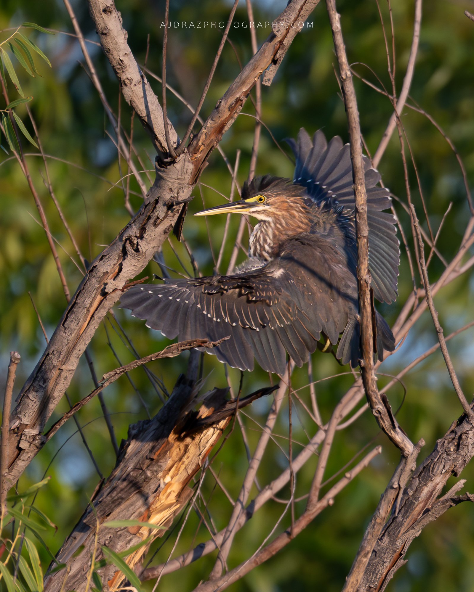 DSC_5988-1.jpg