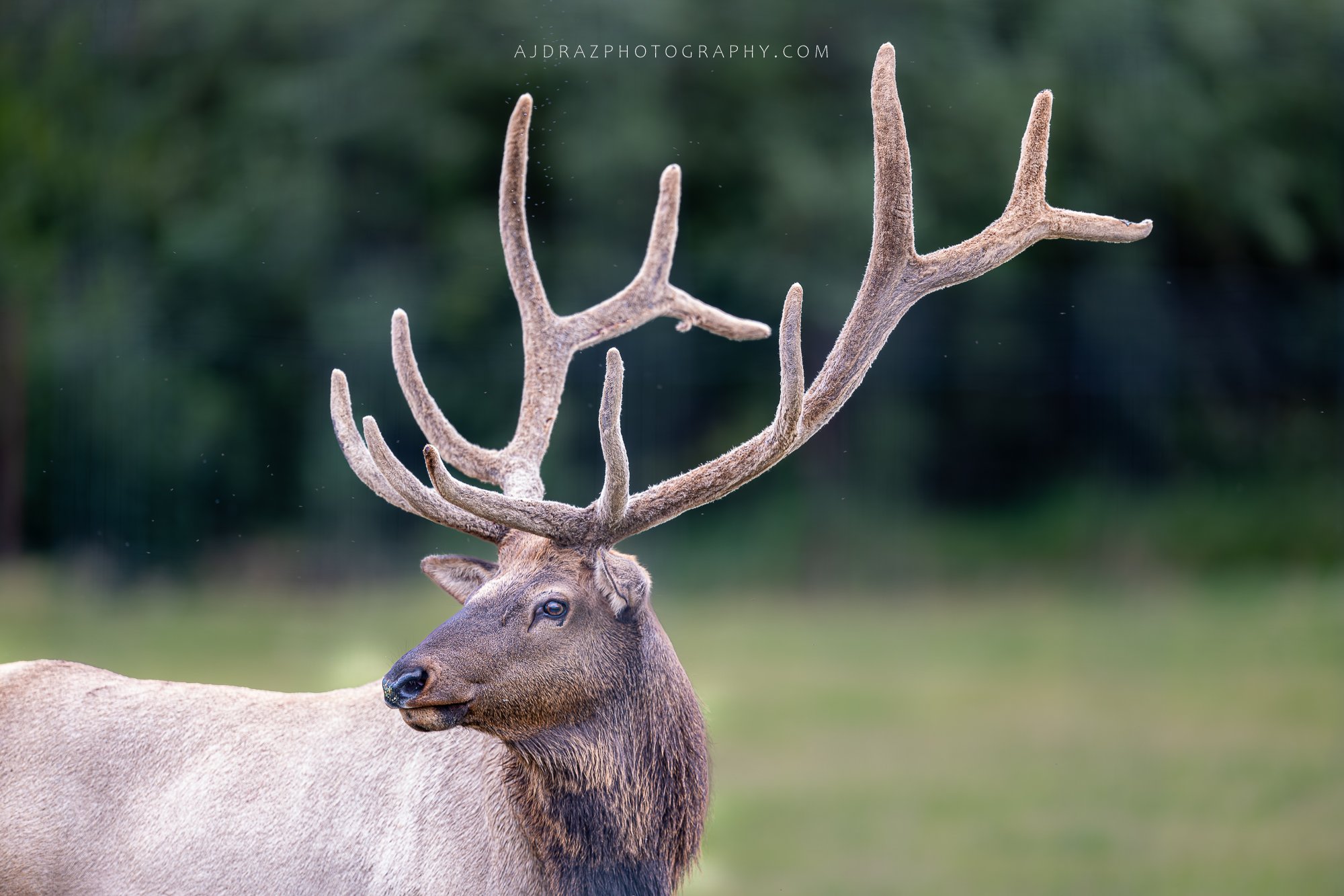DSC_0922-1.jpg