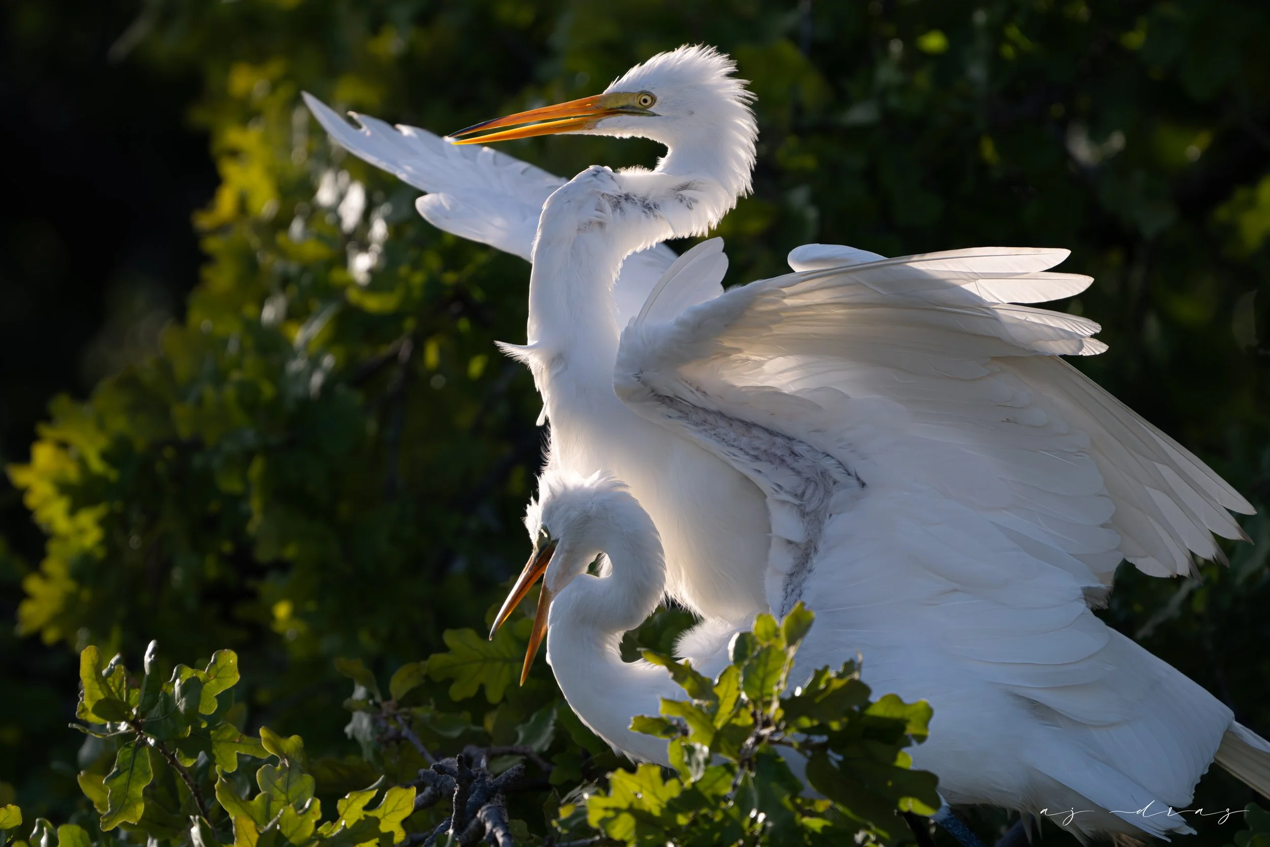 DSC_1589.jpg