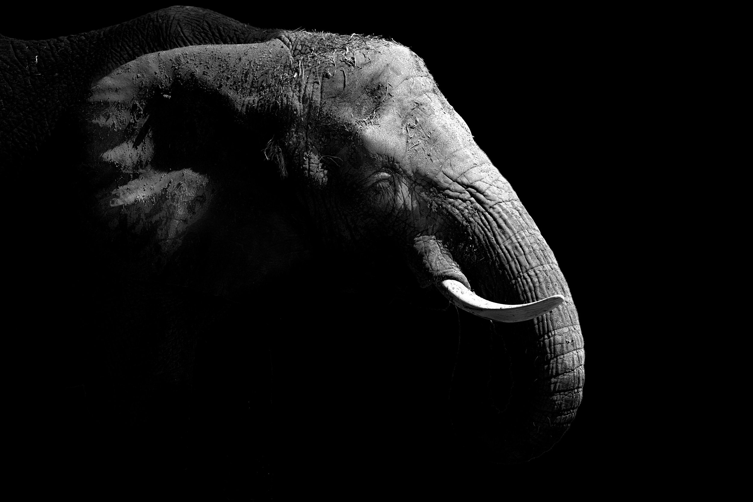 A black and white close-up of an elephant's head, highlighting its textured skin, large ear, and trunk, set against a dark background.