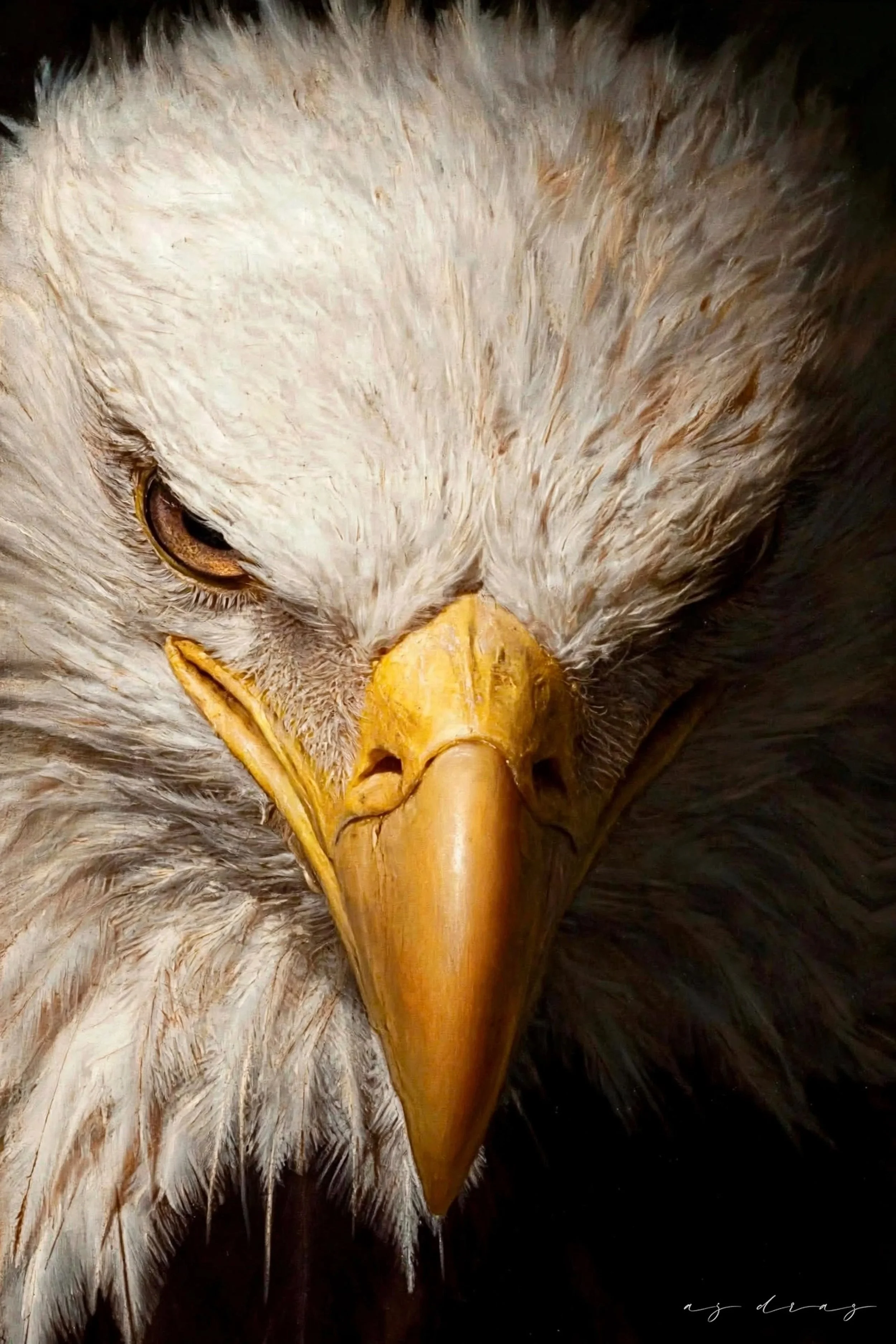 Close-up of an eagle's face, showing detailed feathers, a sharp yellow beak, and fierce eyes.