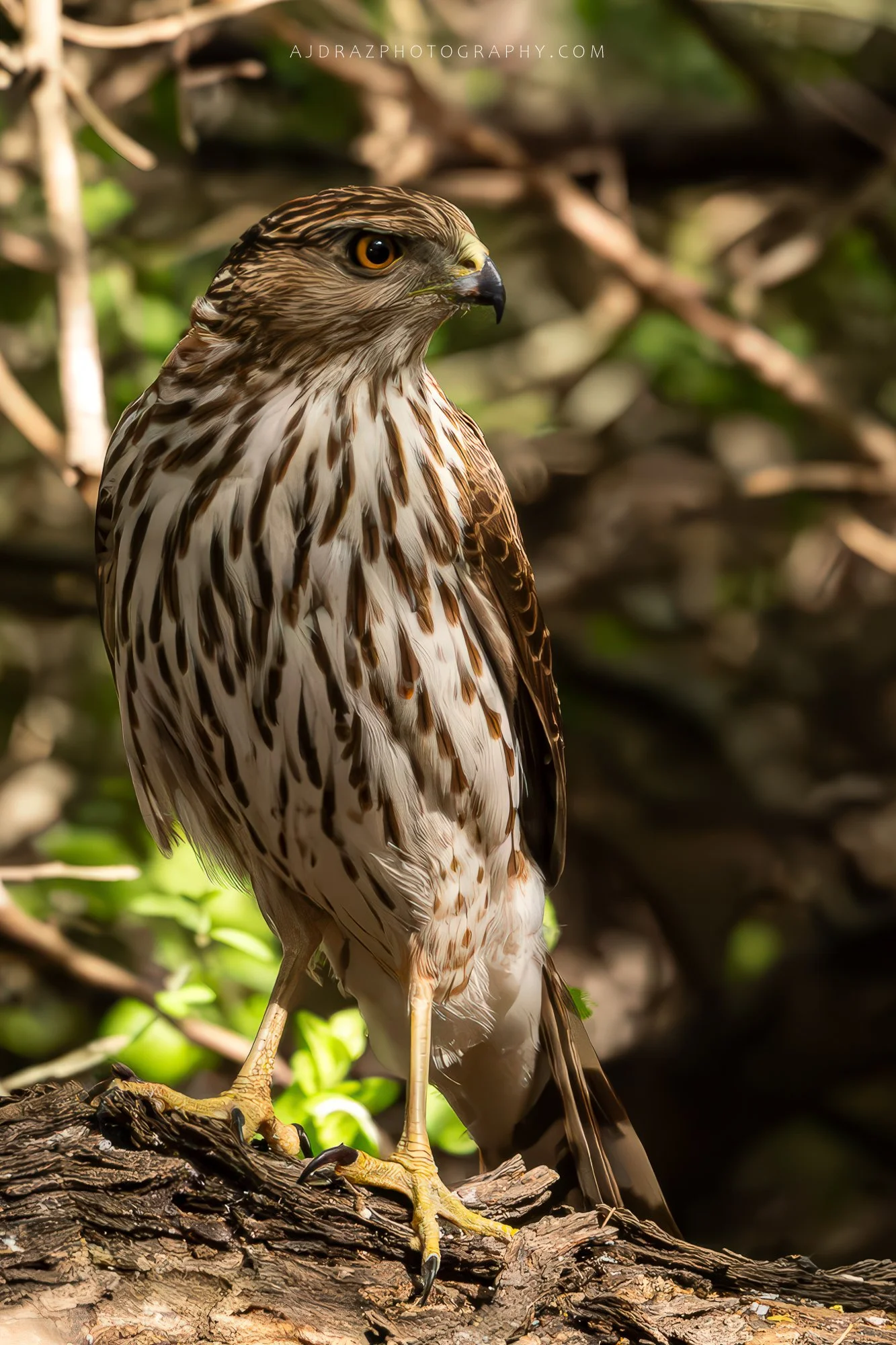 _DSC7840-Enhanced-NR-1-Edit-Edit-1 - Copy.jpg