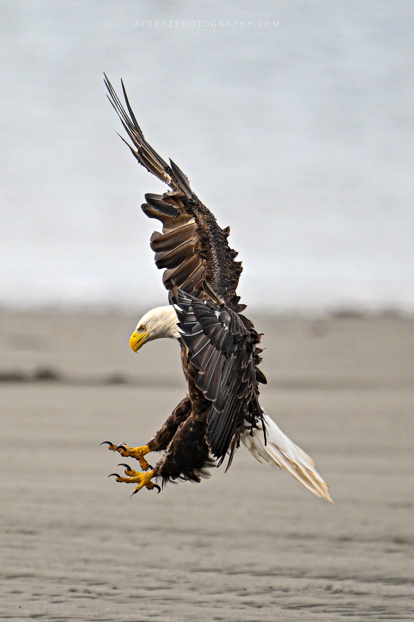 DSC_7561-1.jpg