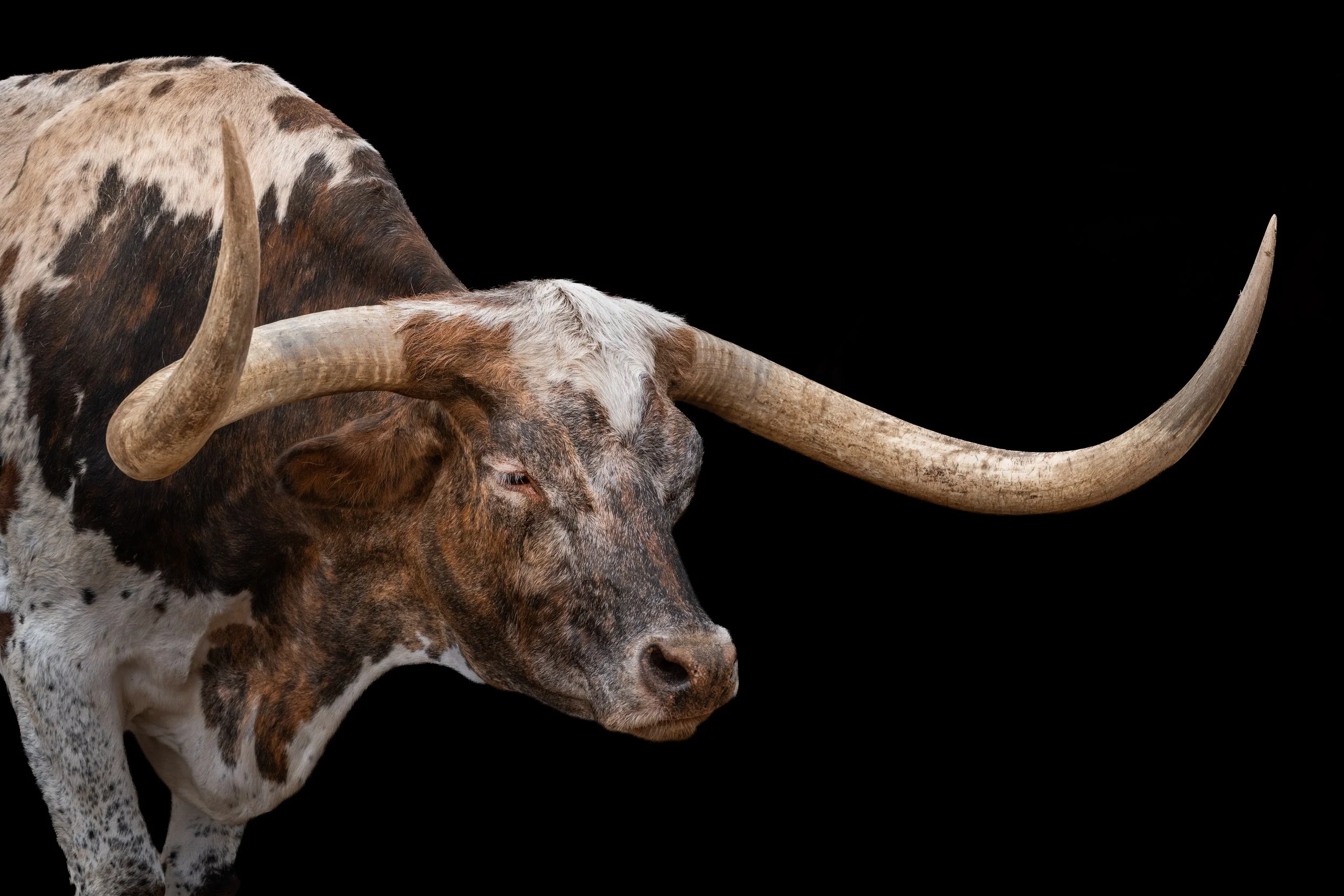 Close-up of a cow with large horns, spotted brown and white fur, on a black background.
