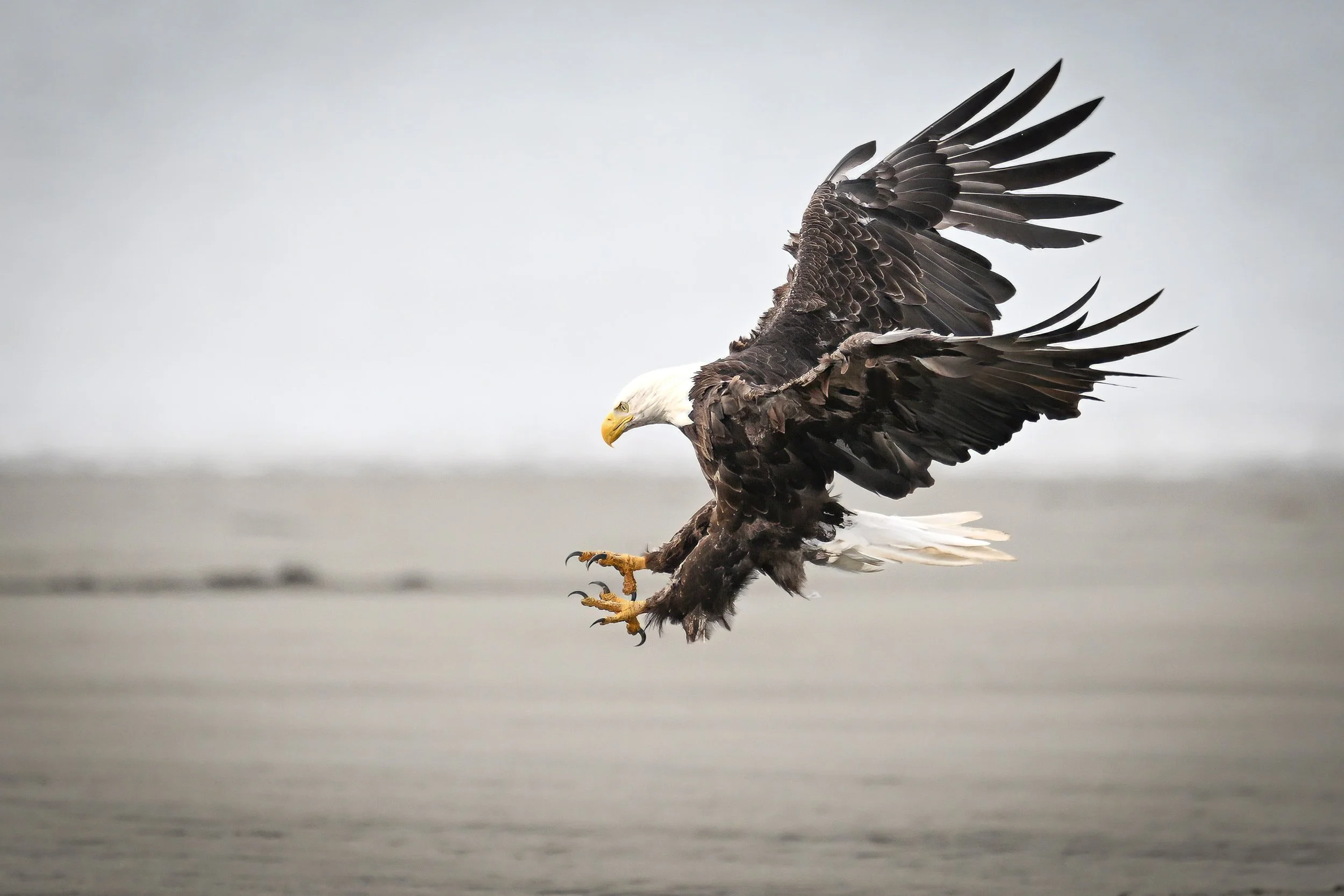 A bald eagle with its wings spread wide, landing on a surface with a blurred background.