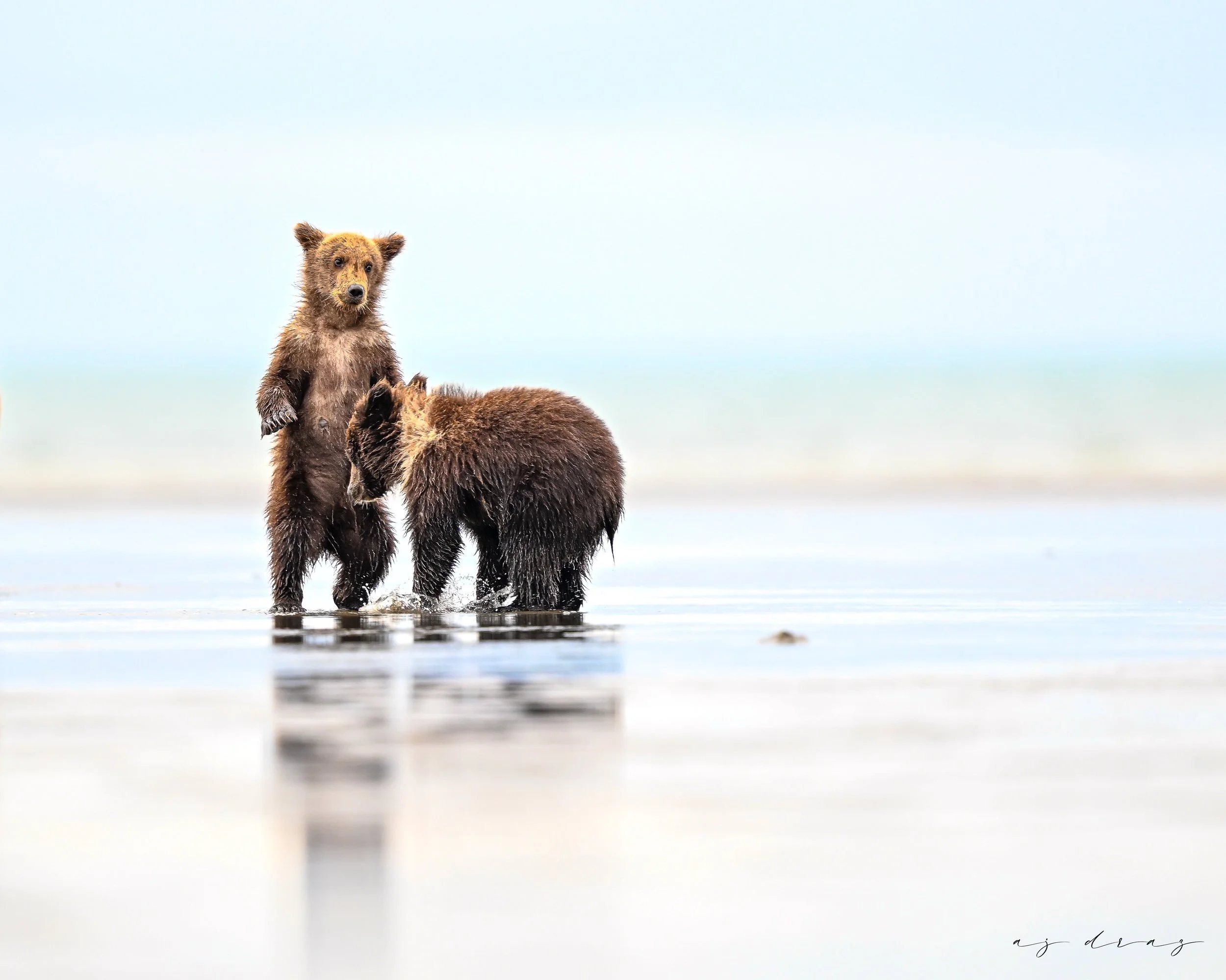Two bears standing on a wet surface with a clear sky in the background. One bear stands upright while the other is bent over.