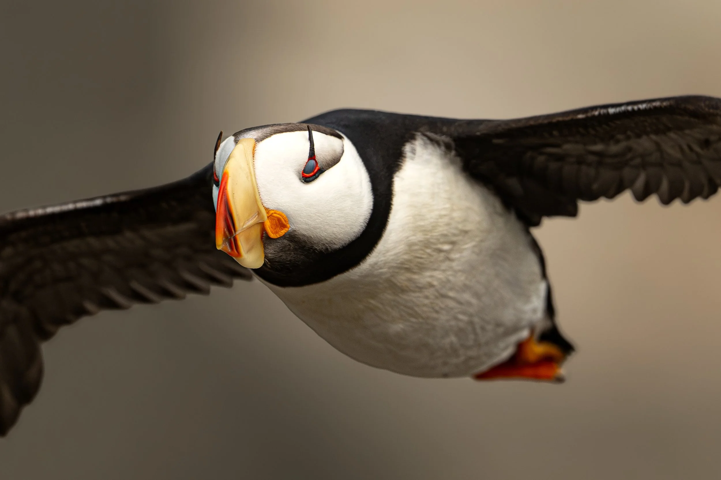 Horned puffin flying toward the camera with wings spread and its nictitating membrane visible over the eye.