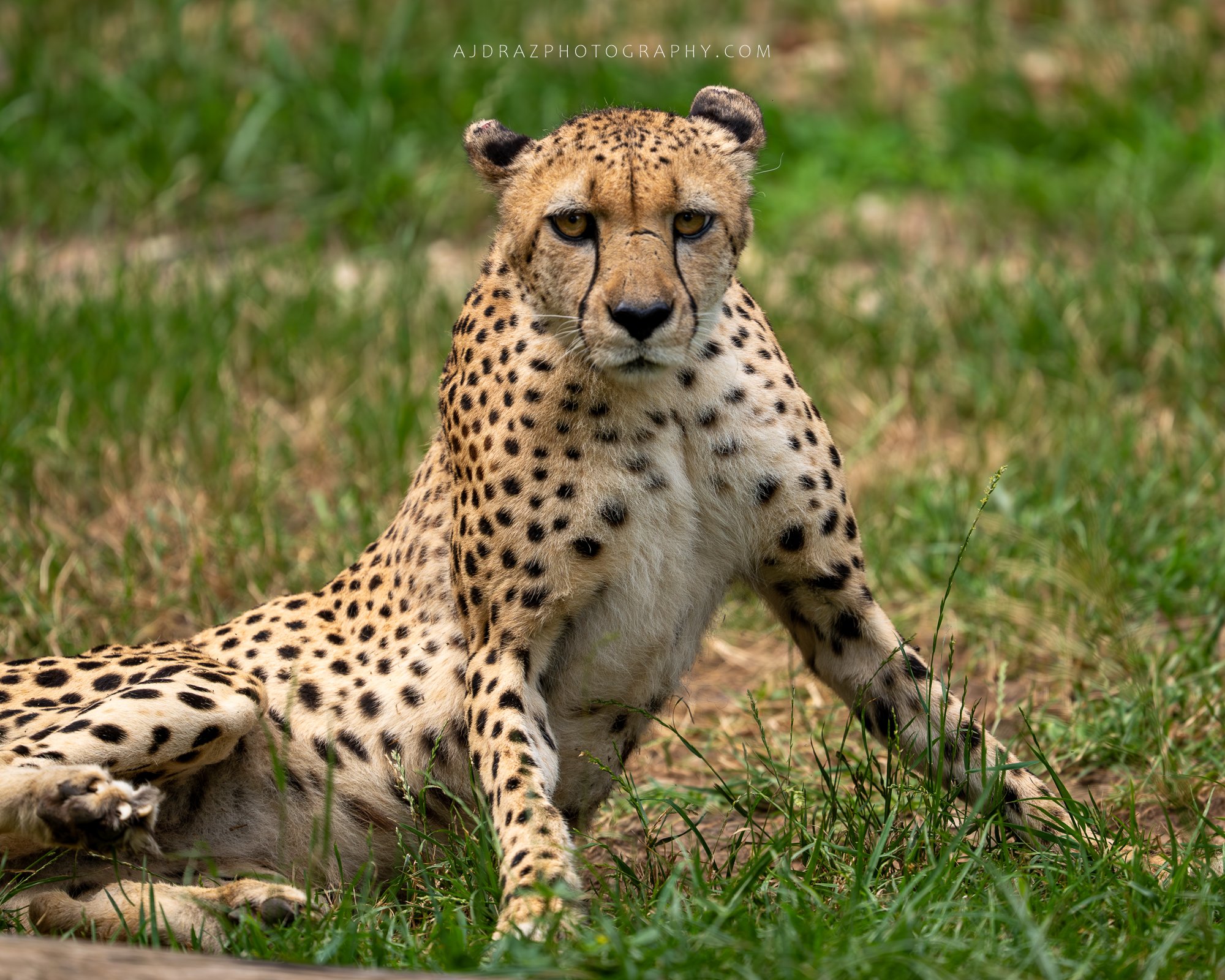 _DSC0503-Enhanced-NR-1 - Copy.jpg