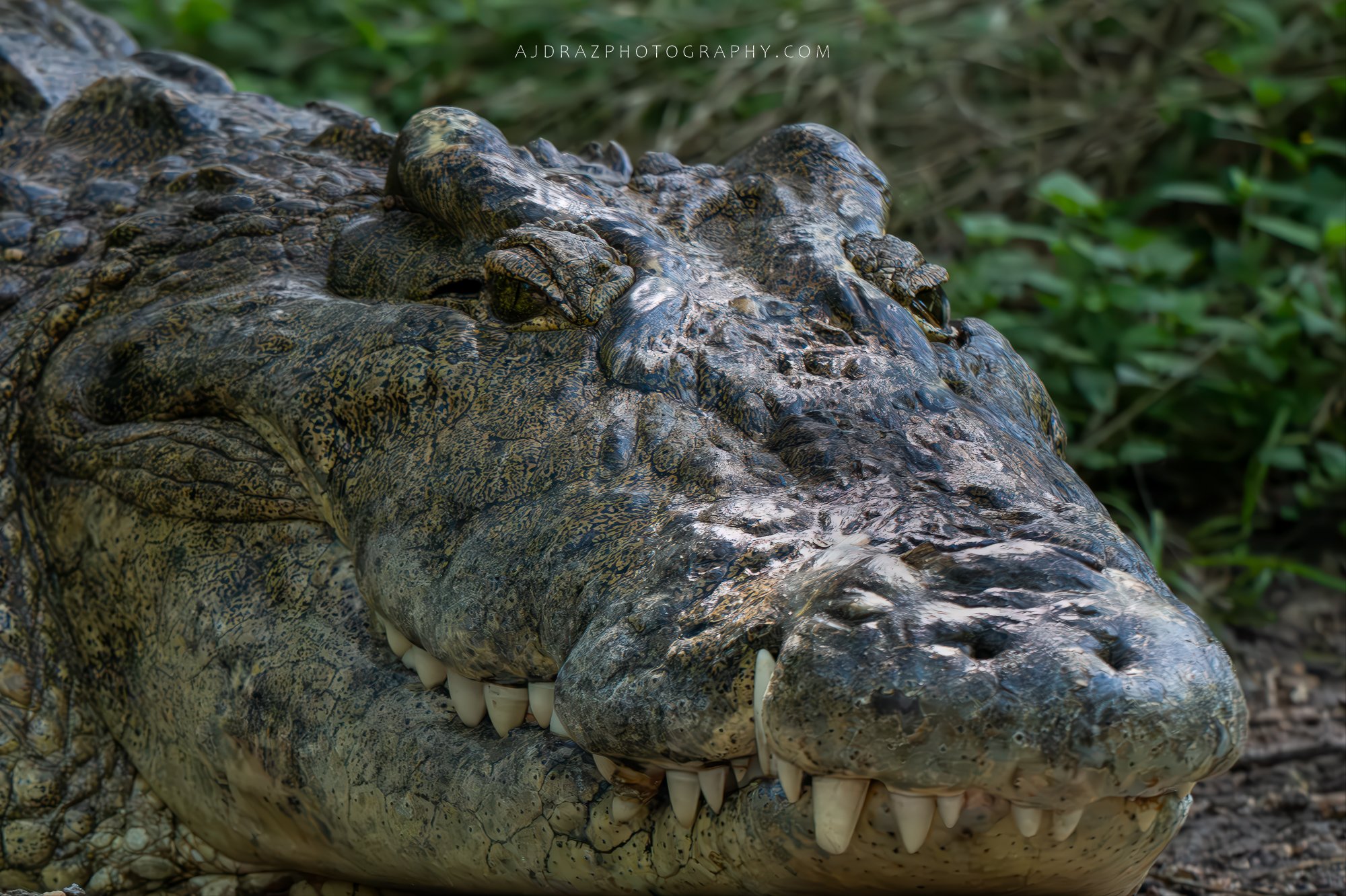 _DSC4918-Enhanced-NR-Edit-1-3.jpg