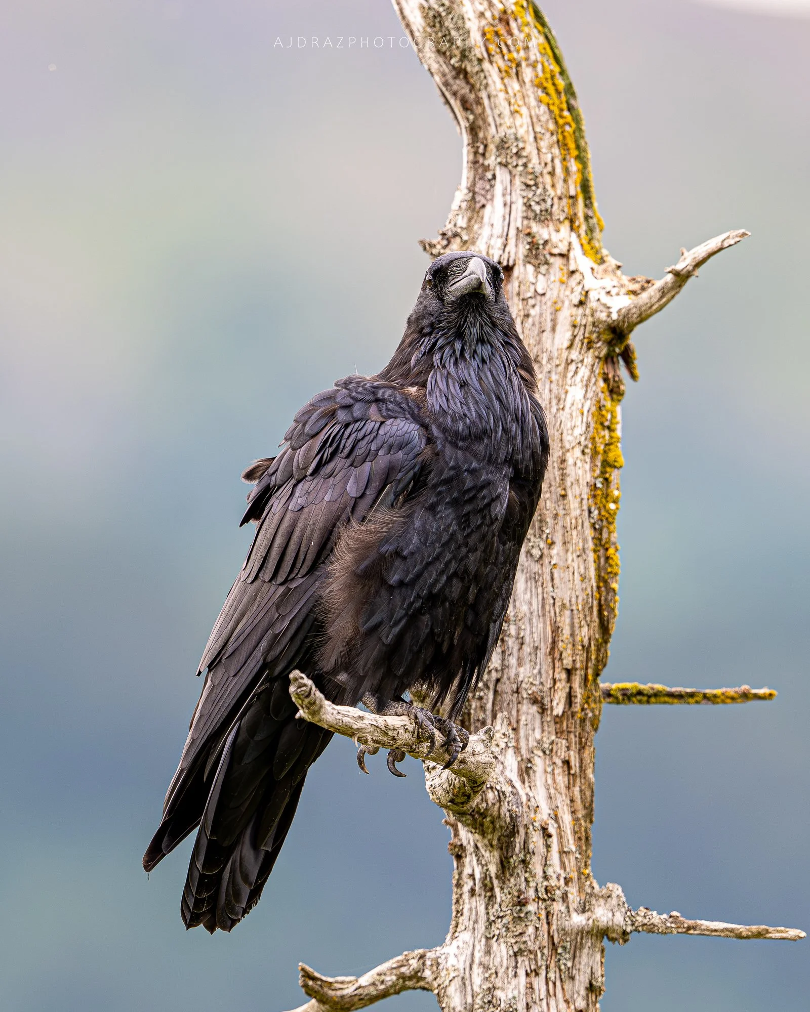 DSC_1706-1.jpg