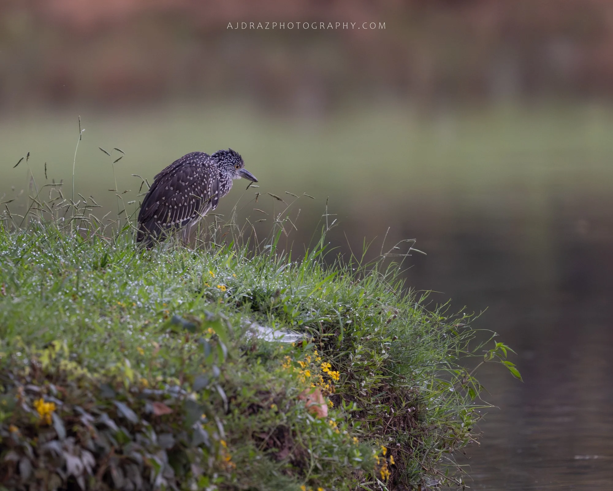 DSC_5697-1.jpg