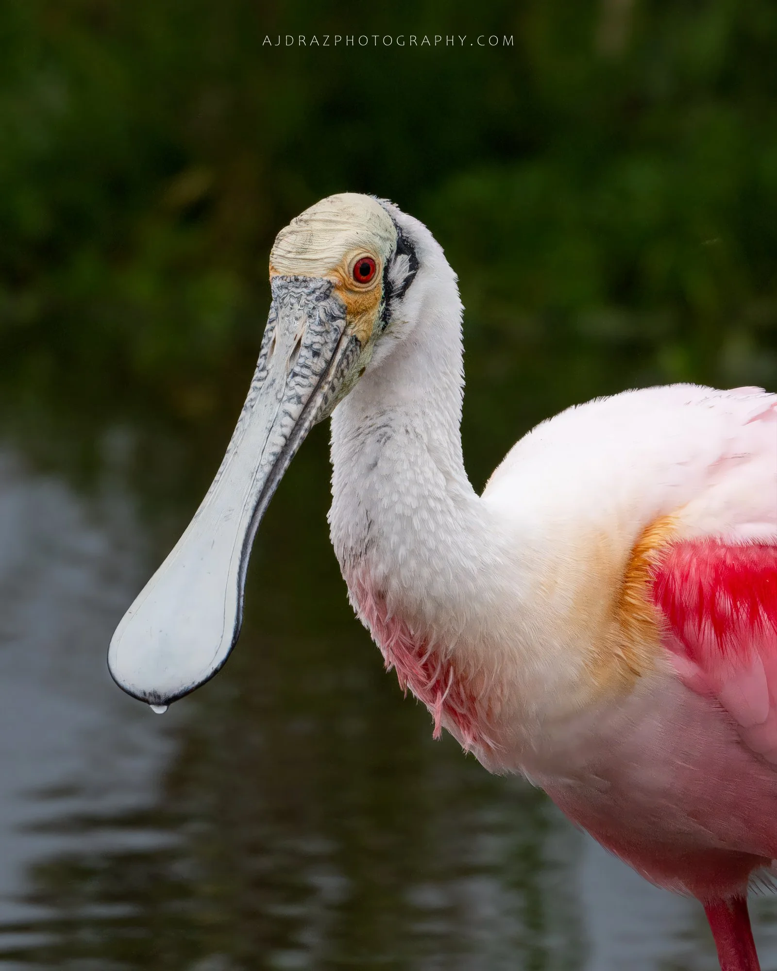 _DSC1630-Enhanced-SR-Edit-Edit-2-1 - Copy.jpg