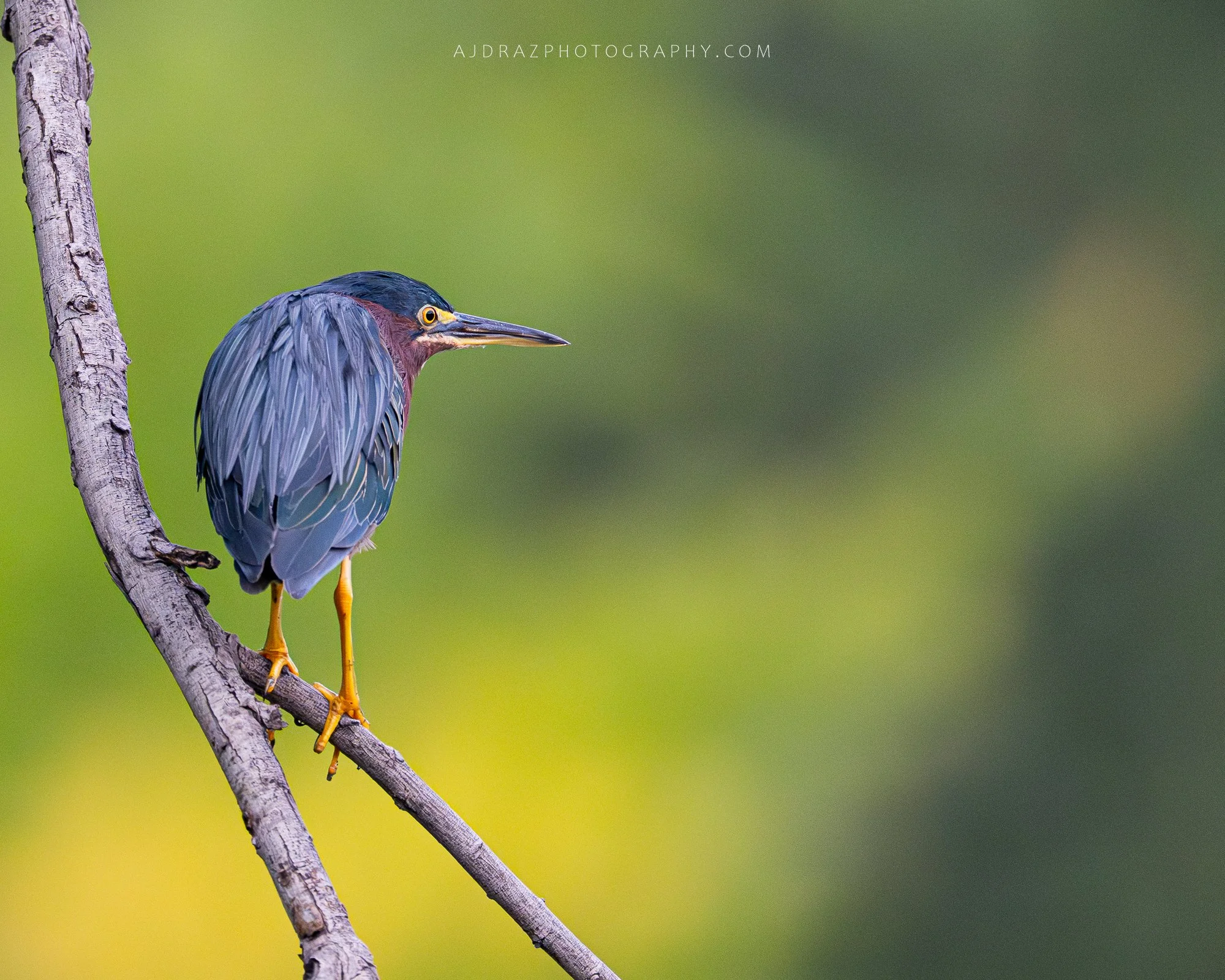DSC_9685-1.jpg