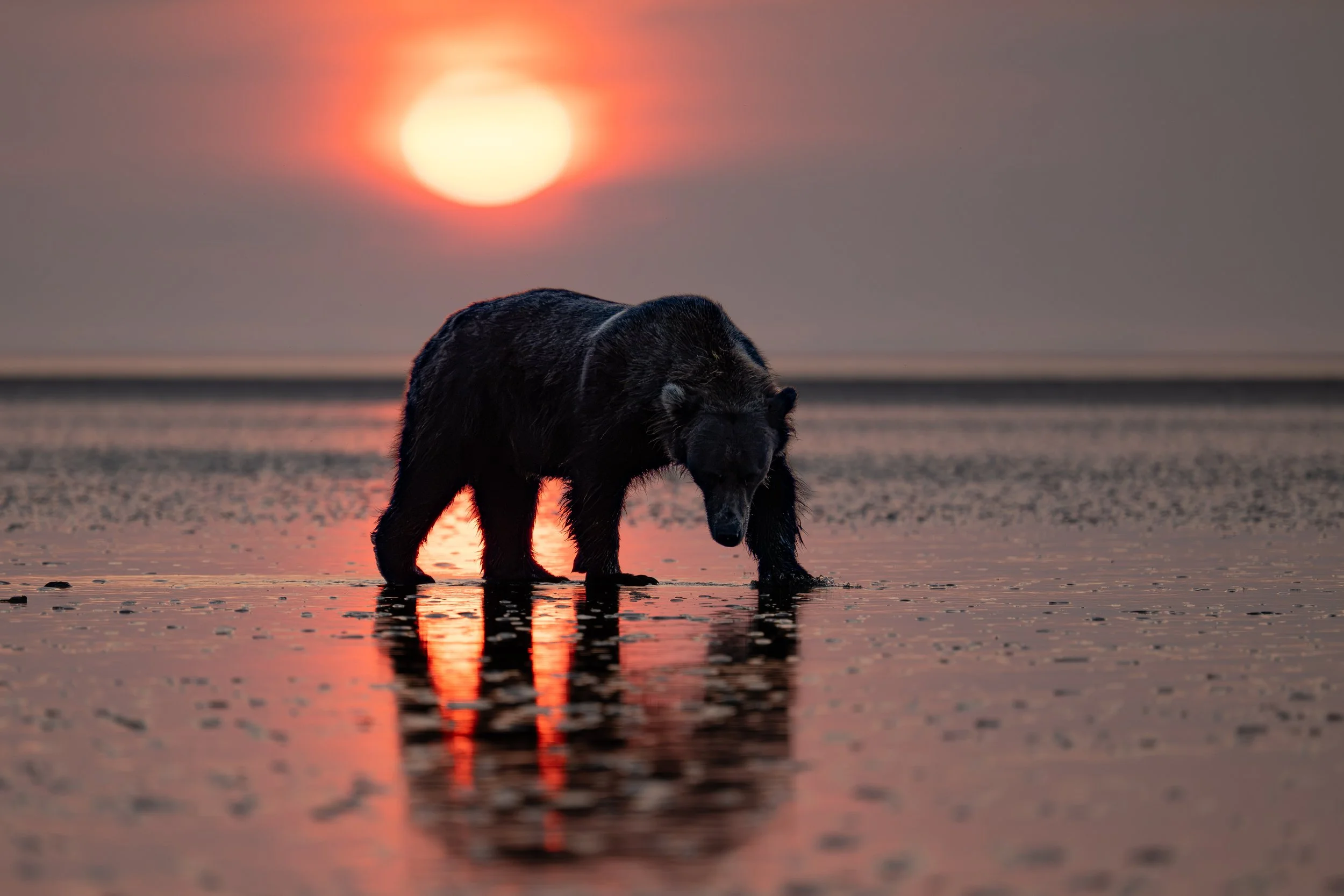 A black dog walking on wet sand at sunset with the sun near the horizon and reflecting in the water.