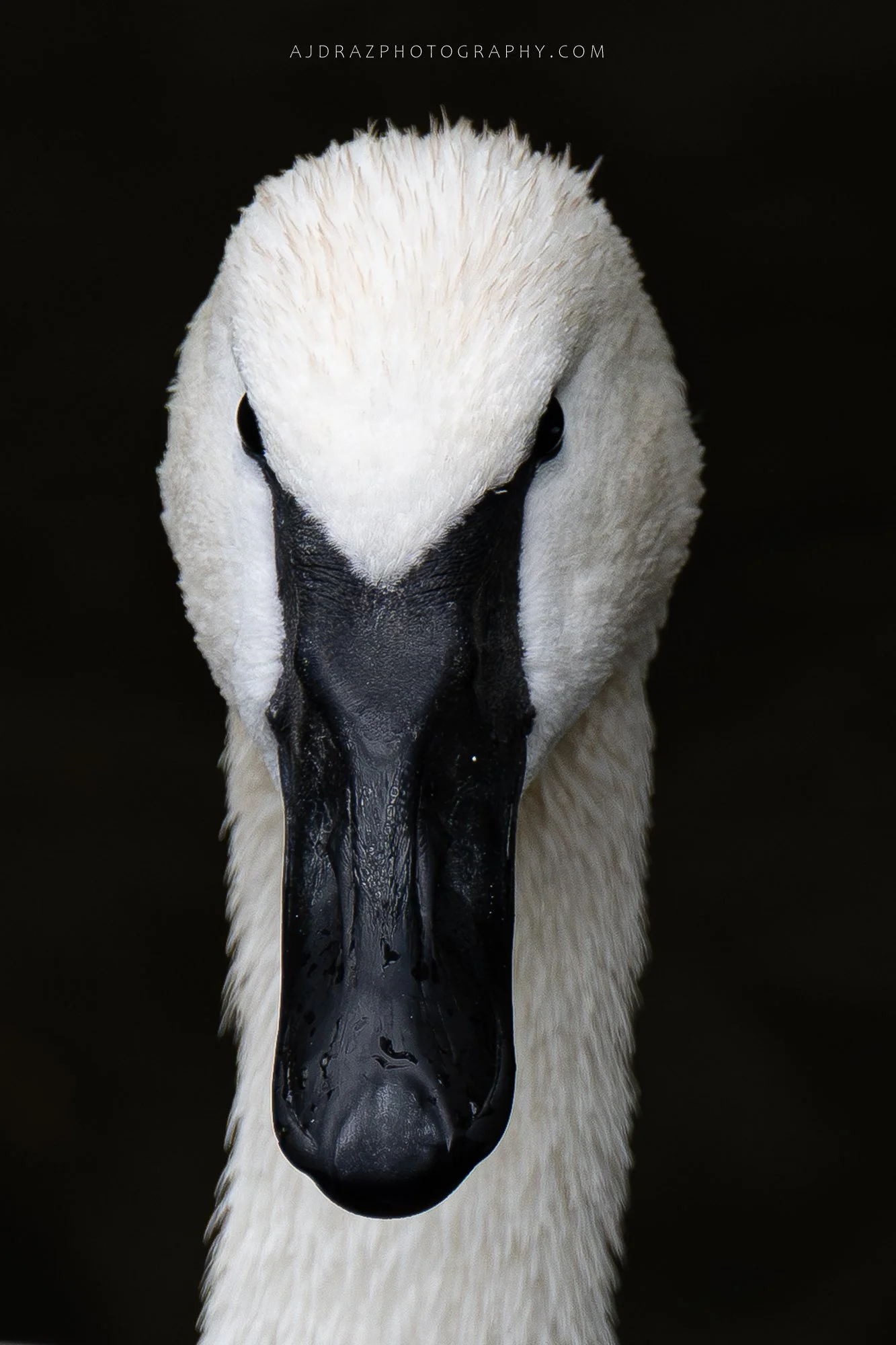 DSC_6264-1.jpg
