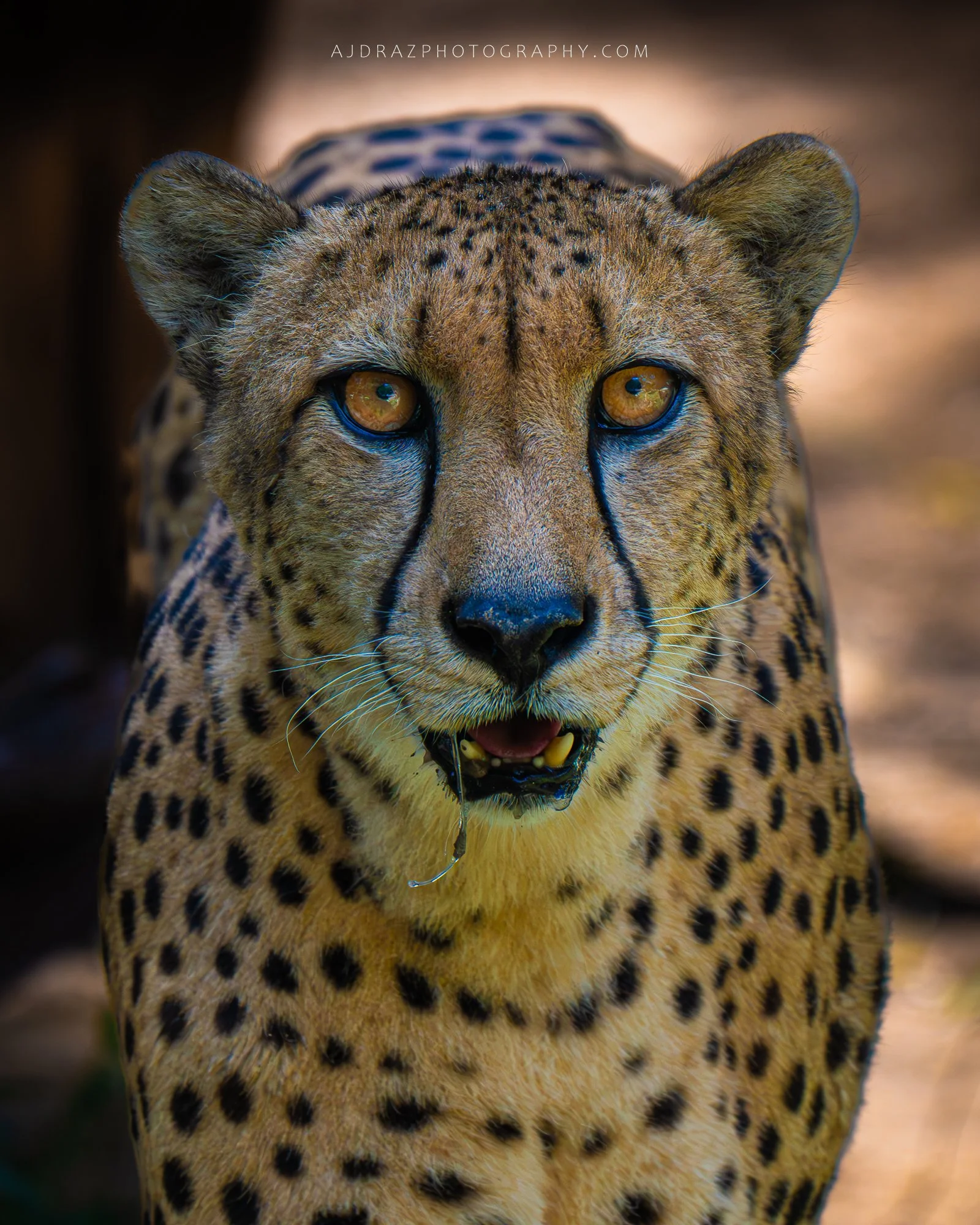 _DSC4224-1 - Copy.jpg