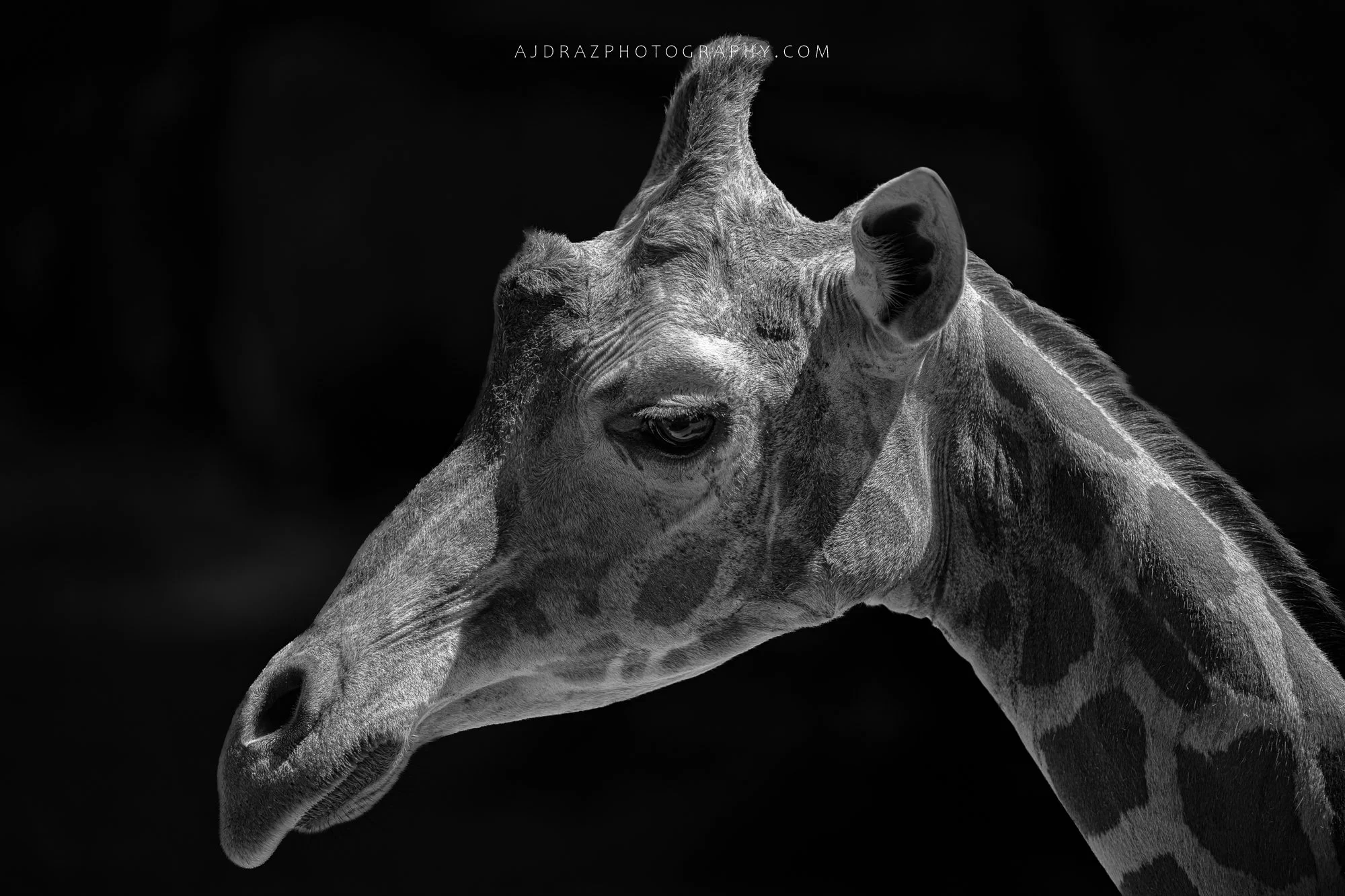 _DSC6259-Enhanced-NR-Edit-1 - Copy.jpg