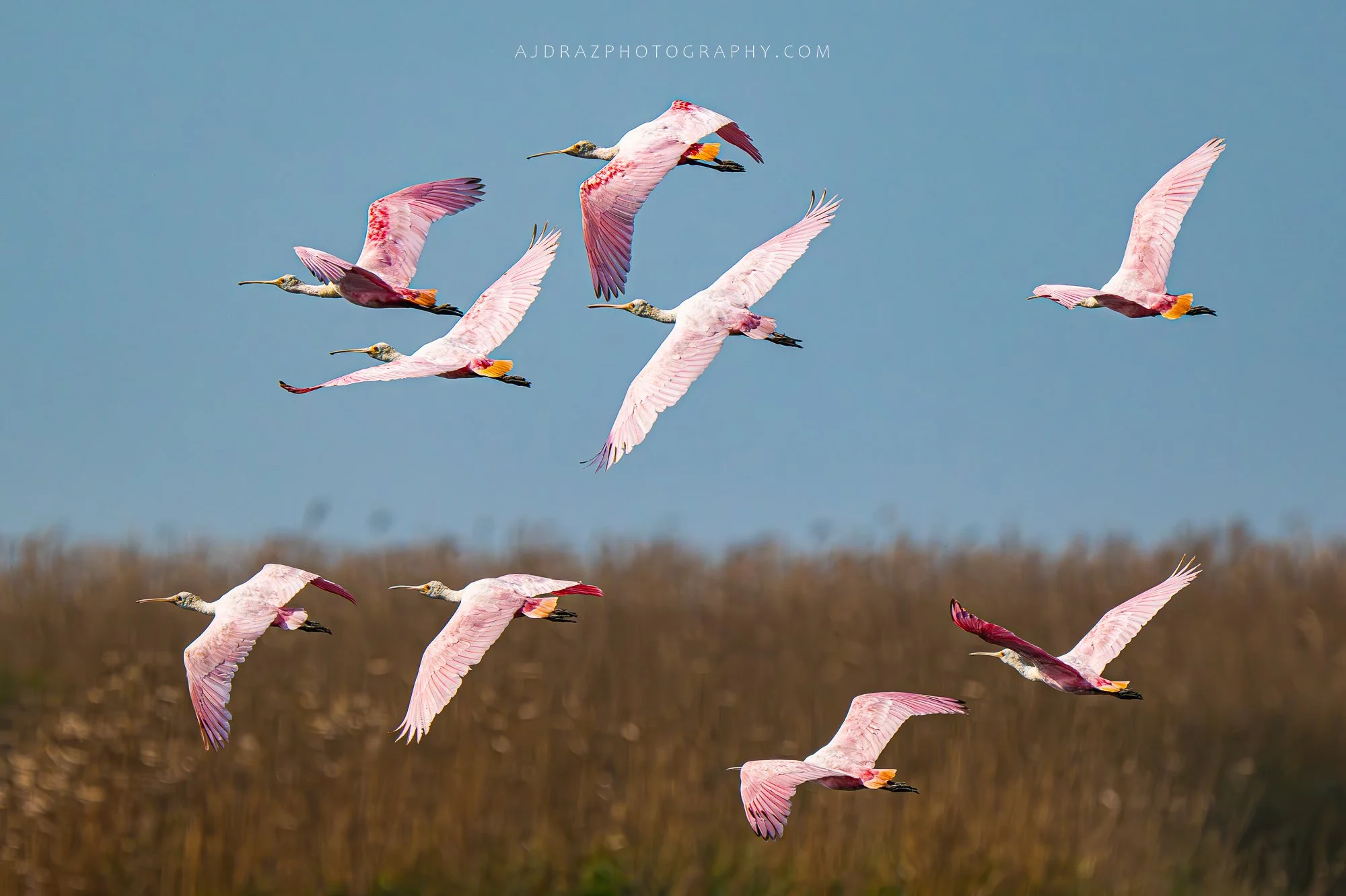 _DSC5485-Enhanced-NR-1 - Copy.jpg