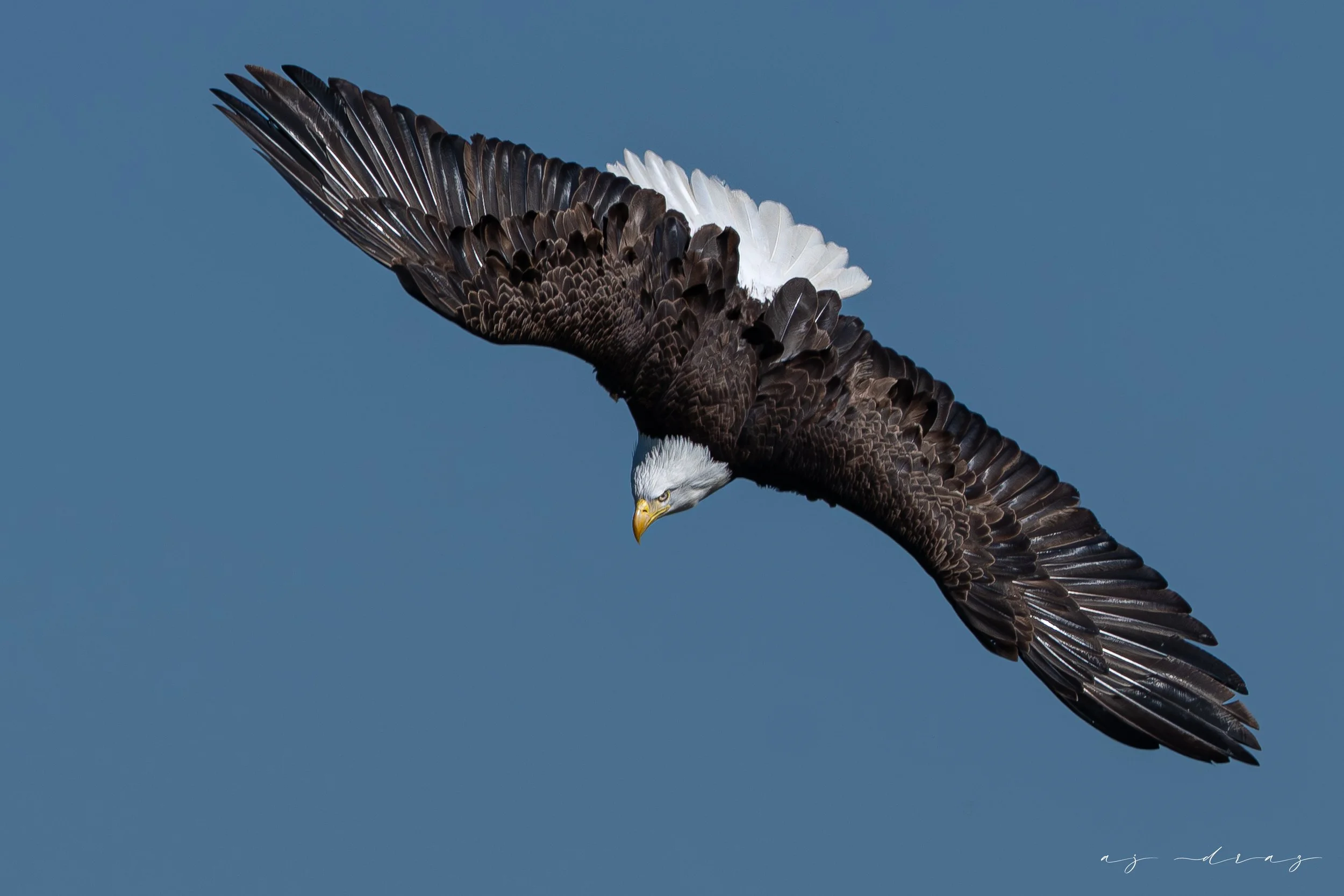 _DSC3967.jpg