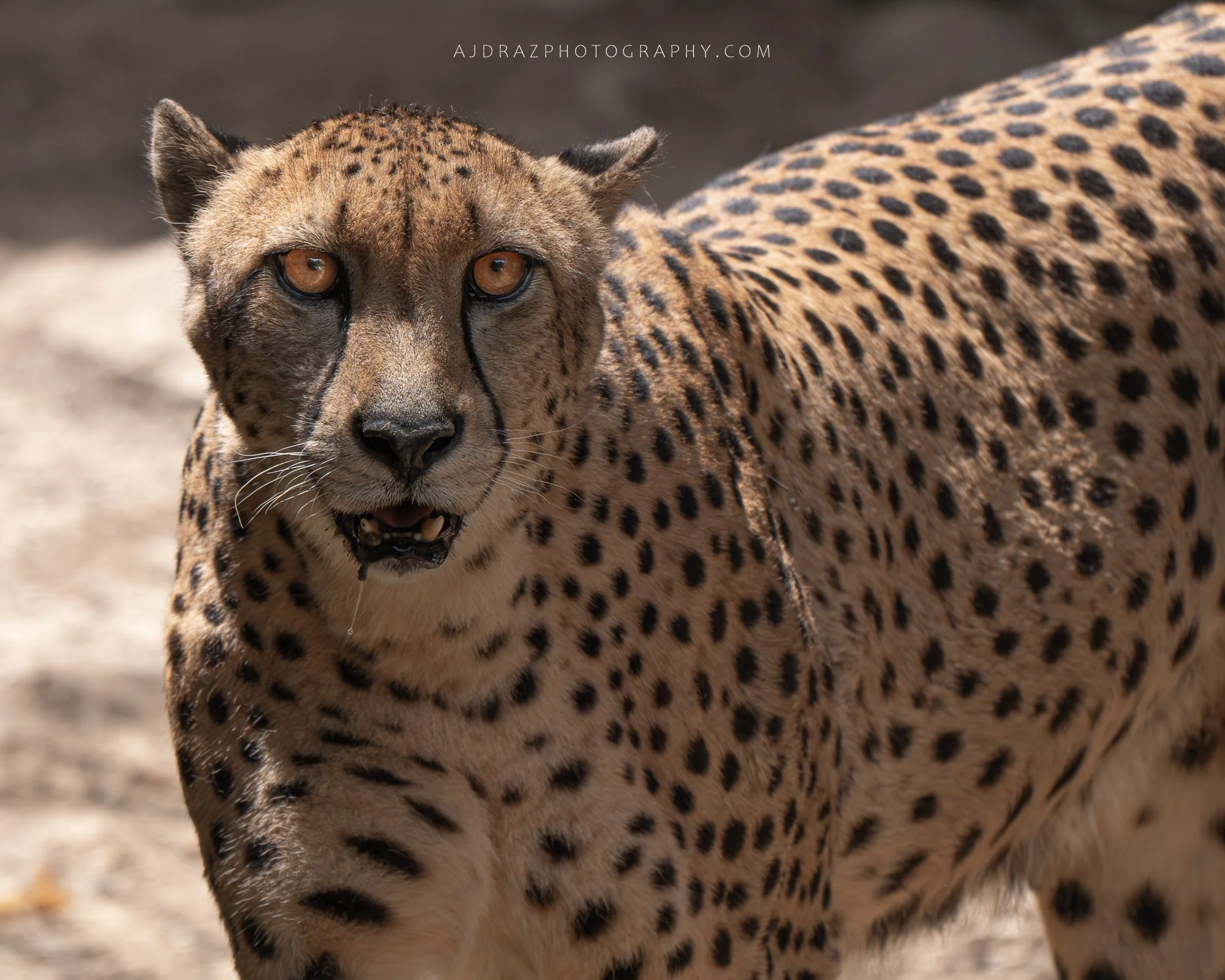 _DSC4043-1 - Copy.jpg