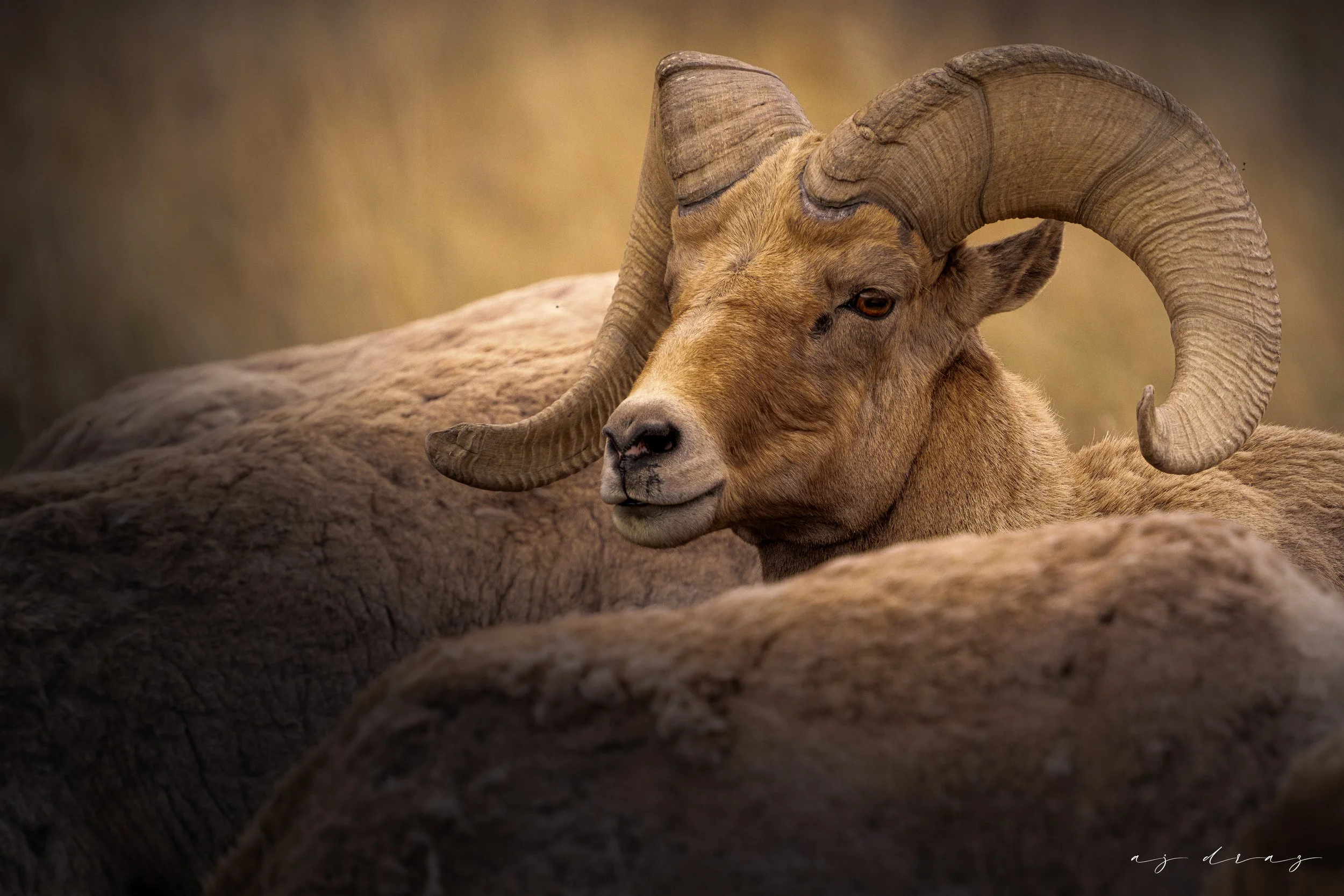 Close-up of a bighorn sheep lying on rocky terrain with a blurred background.