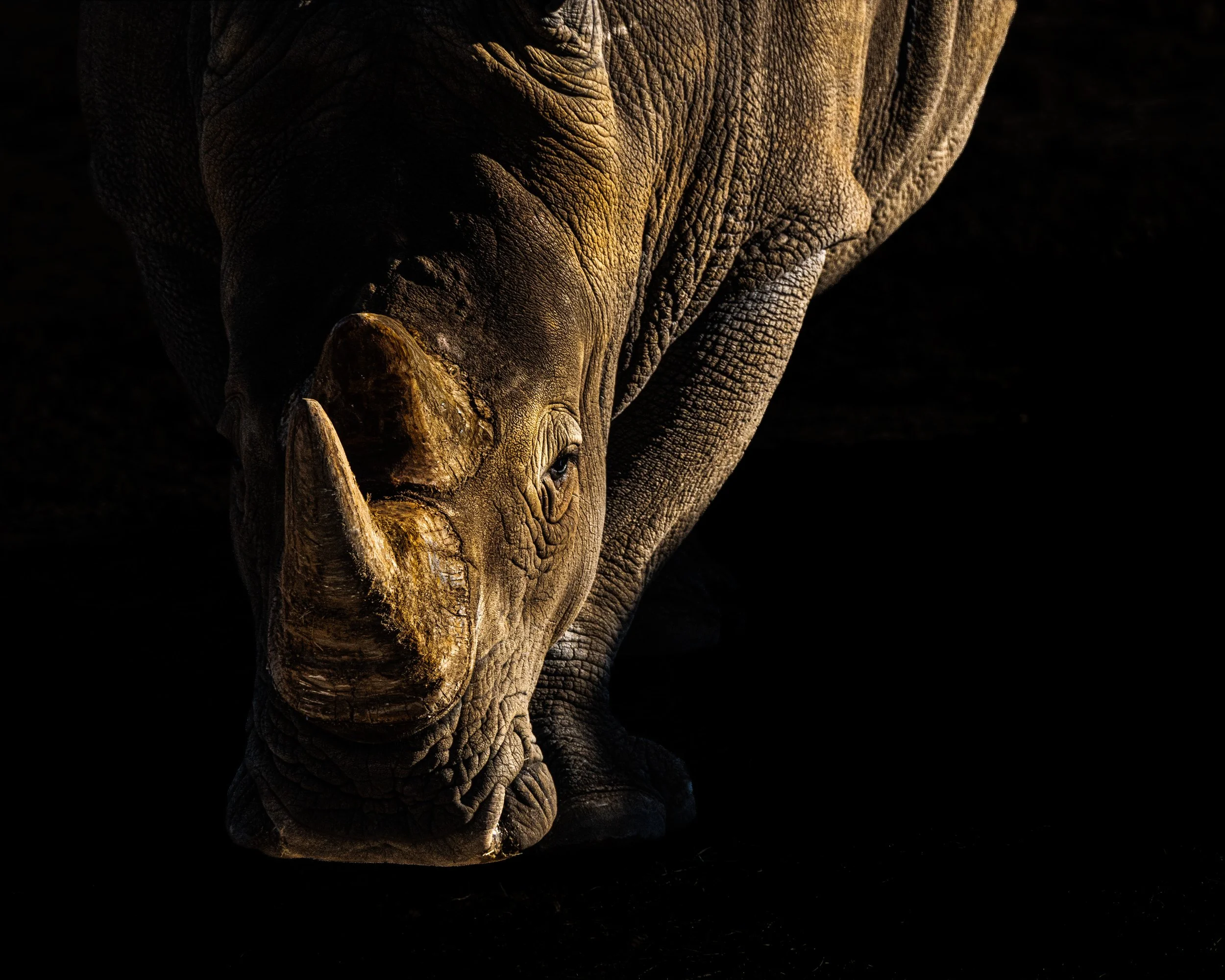 Close-up portrait of a rhinoceros in warm light against a dark background, photographed by AJ Draz.