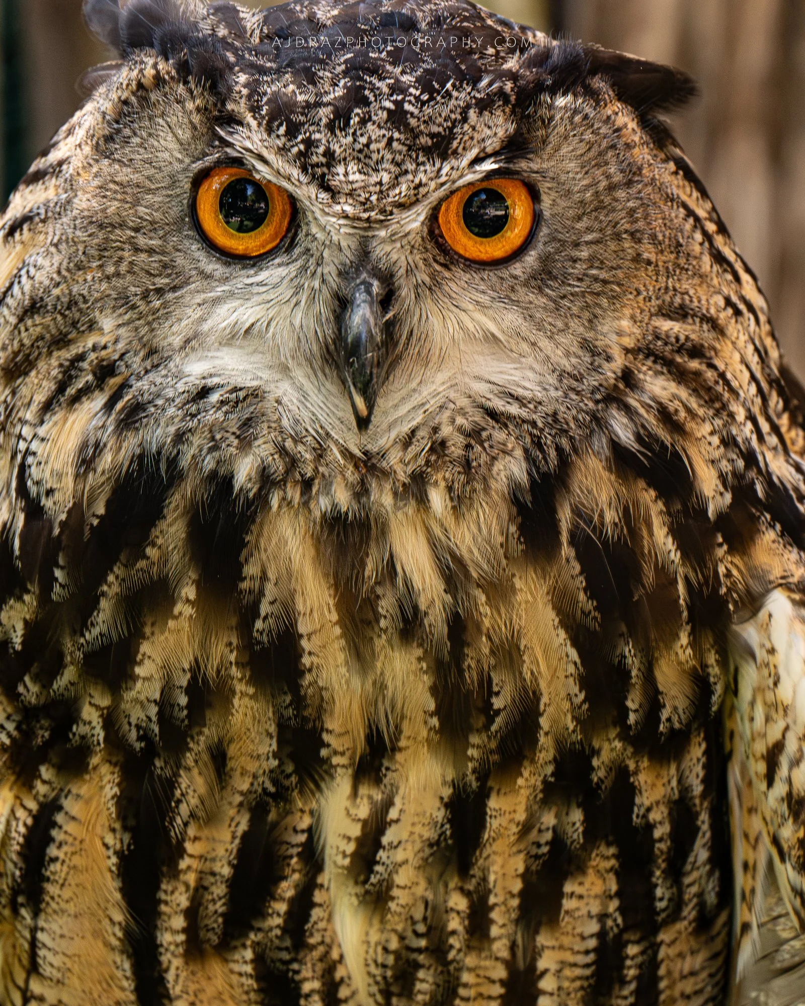 _DSC9650-1.jpg