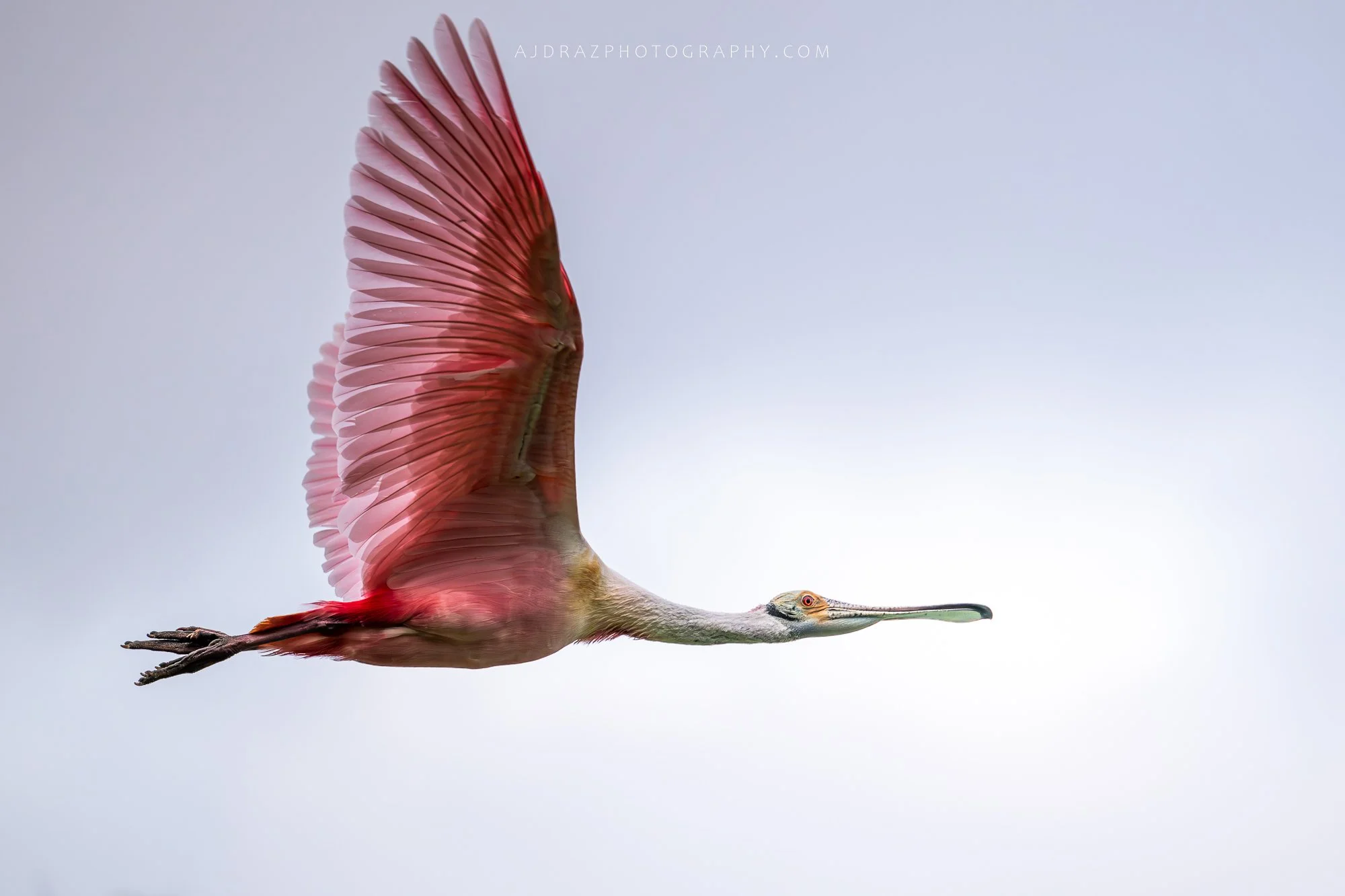 _DSC2455-Enhanced-NR-1-2 - Copy - Copy.jpg