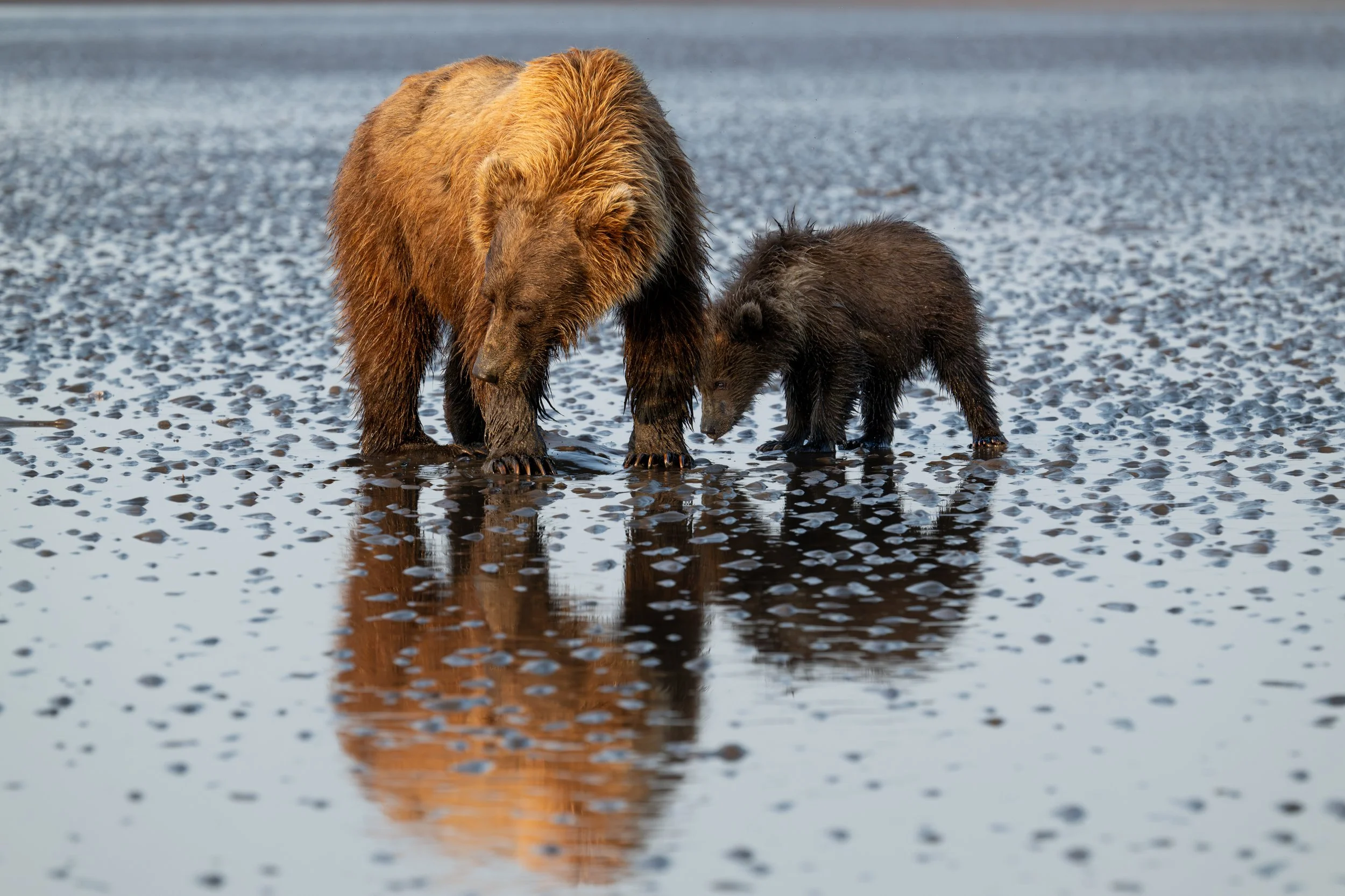 A large brown bear and a smaller bear cub walking together on a wet, rocky surface with reflections in the water.