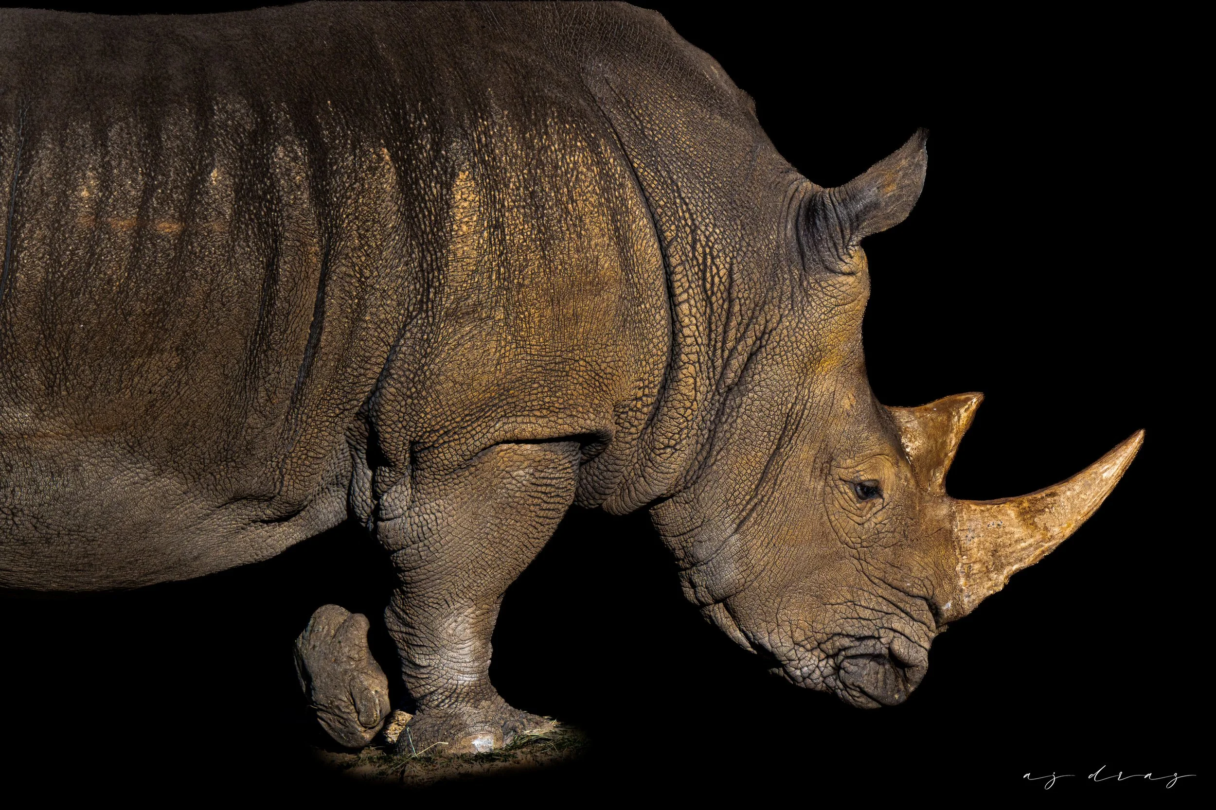 A close-up of a rhinoceros showing its textured skin and horn, set against a black background.