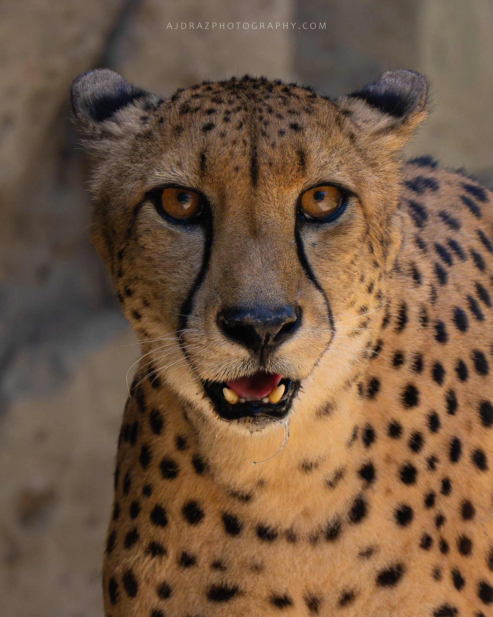 _DSC4318-1 - Copy.jpg