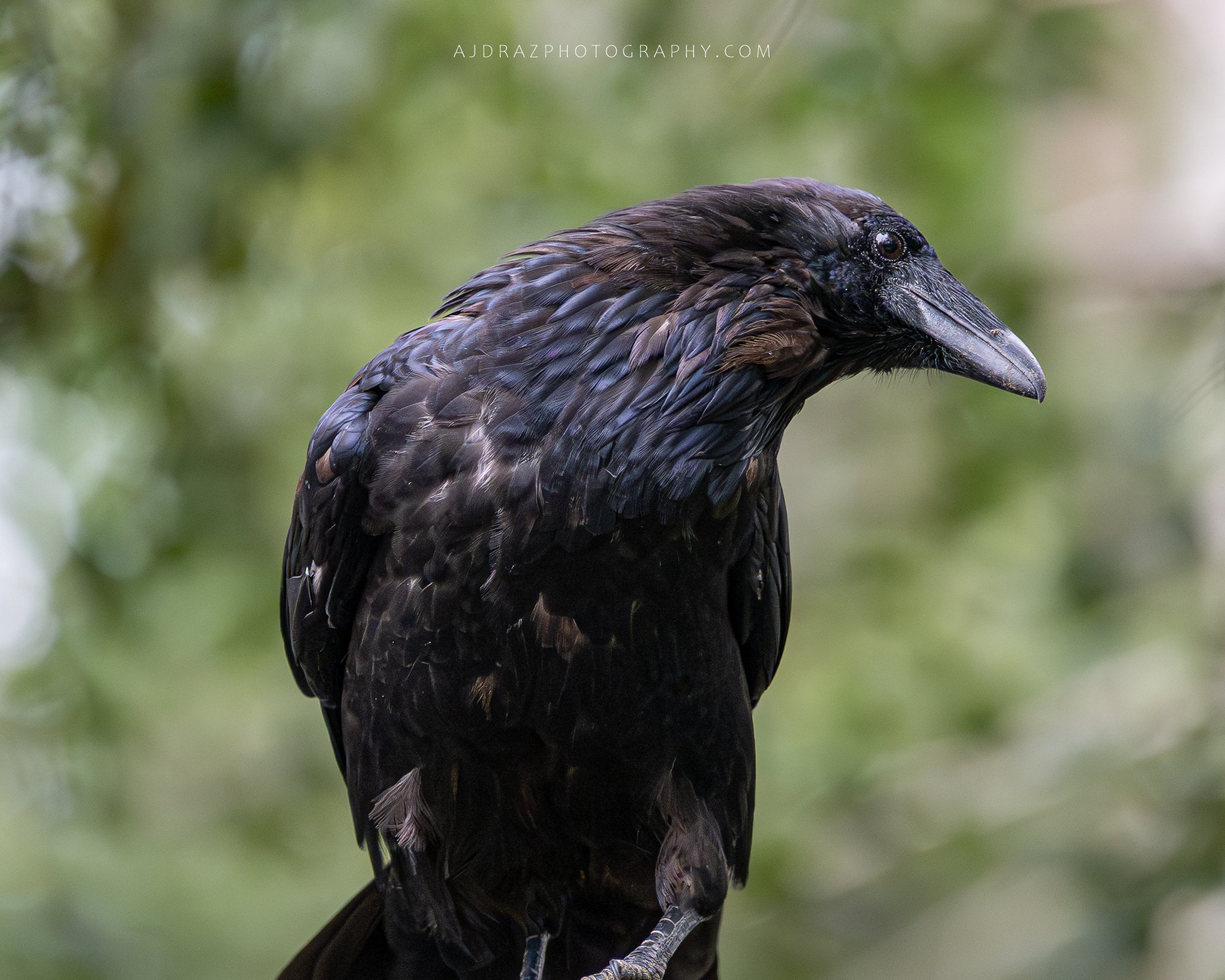 DSC_5401-1.jpg