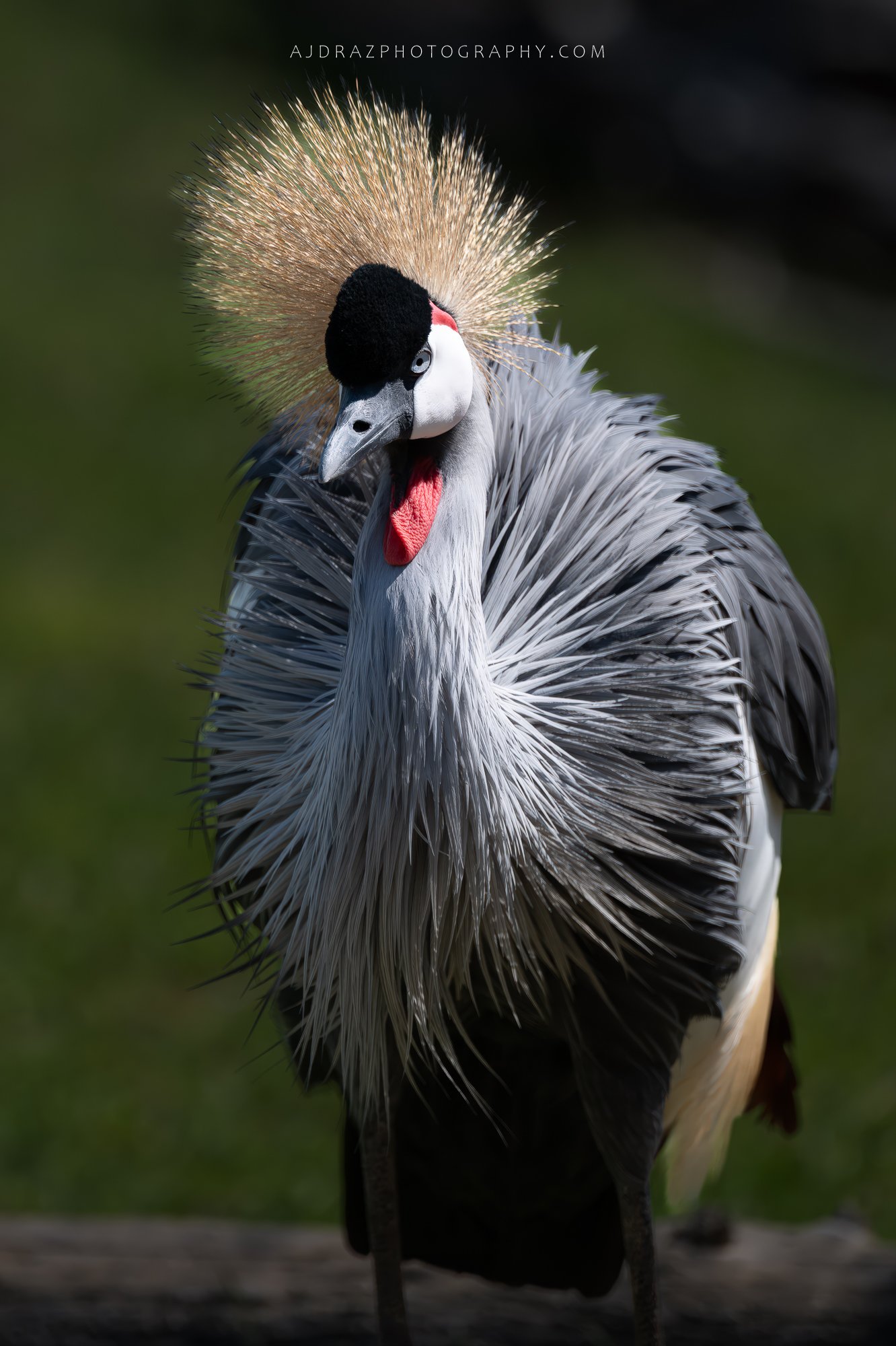 _DSC5155-Enhanced-NR-Edit-1 - Copy.jpg