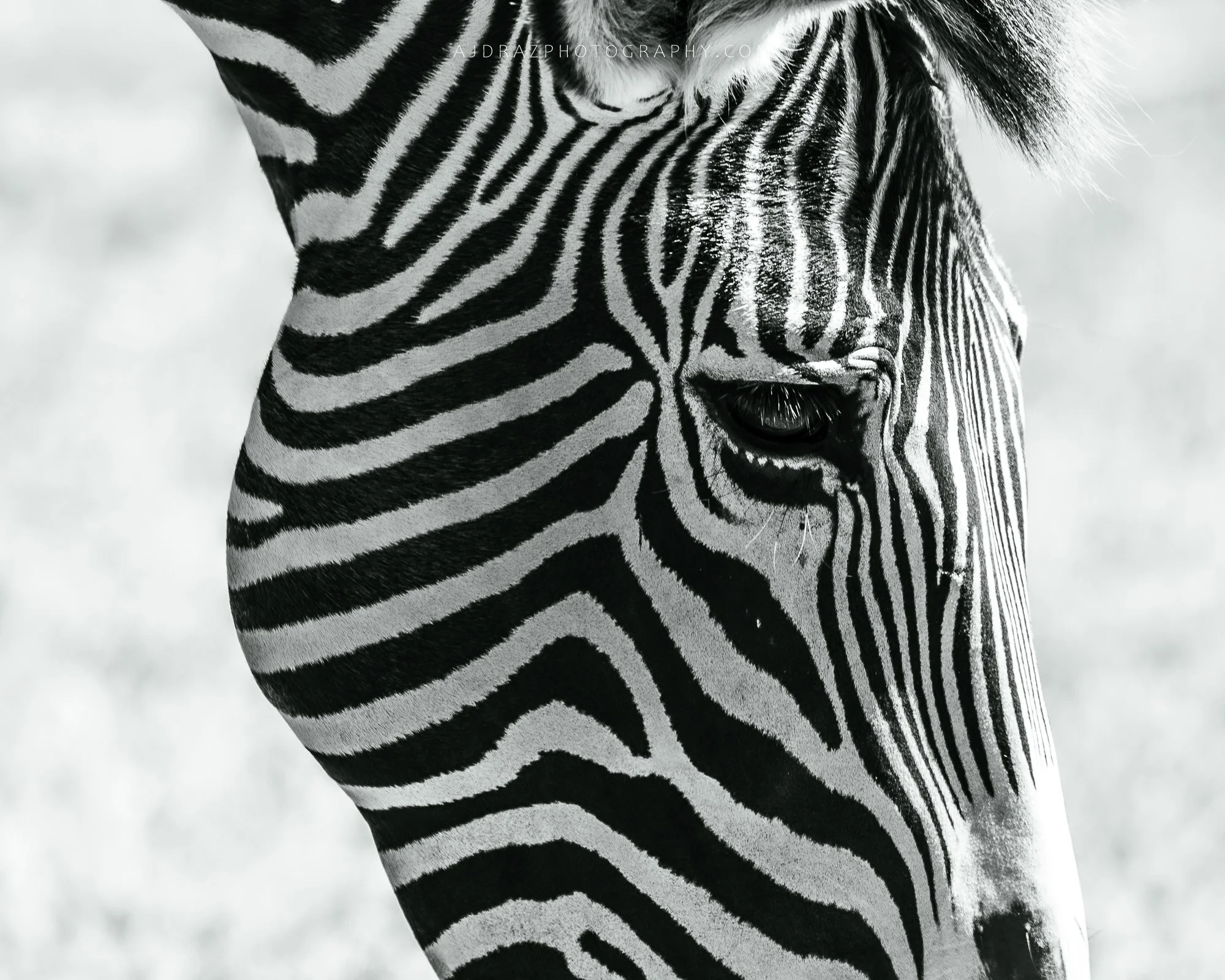 _DSC8876-Enhanced-NR-1 - Copy.jpg