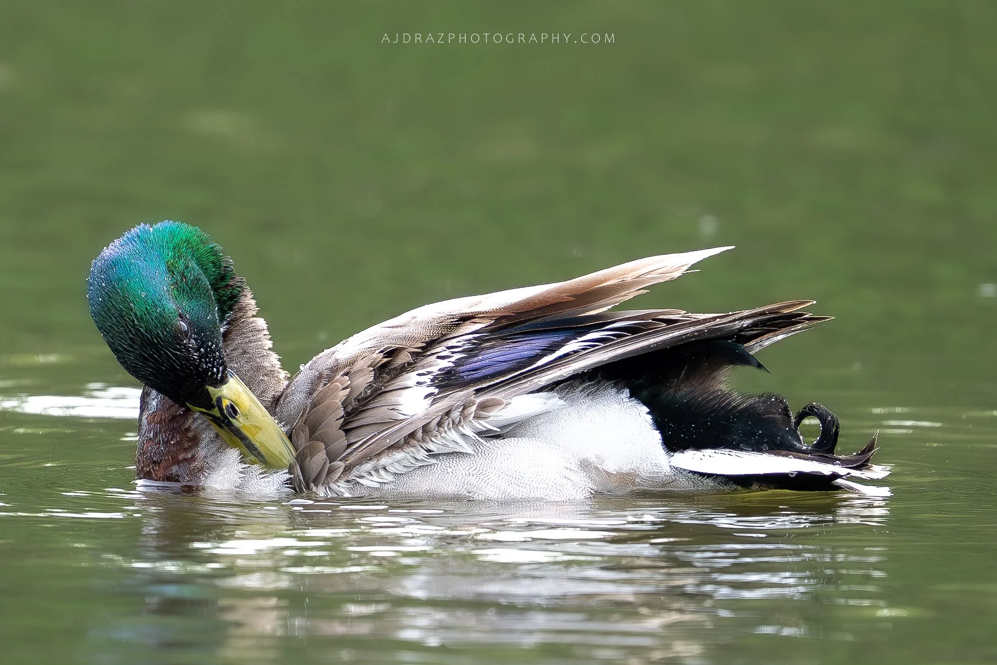 _DSC7621-Enhanced-NR-1 - Copy.jpg