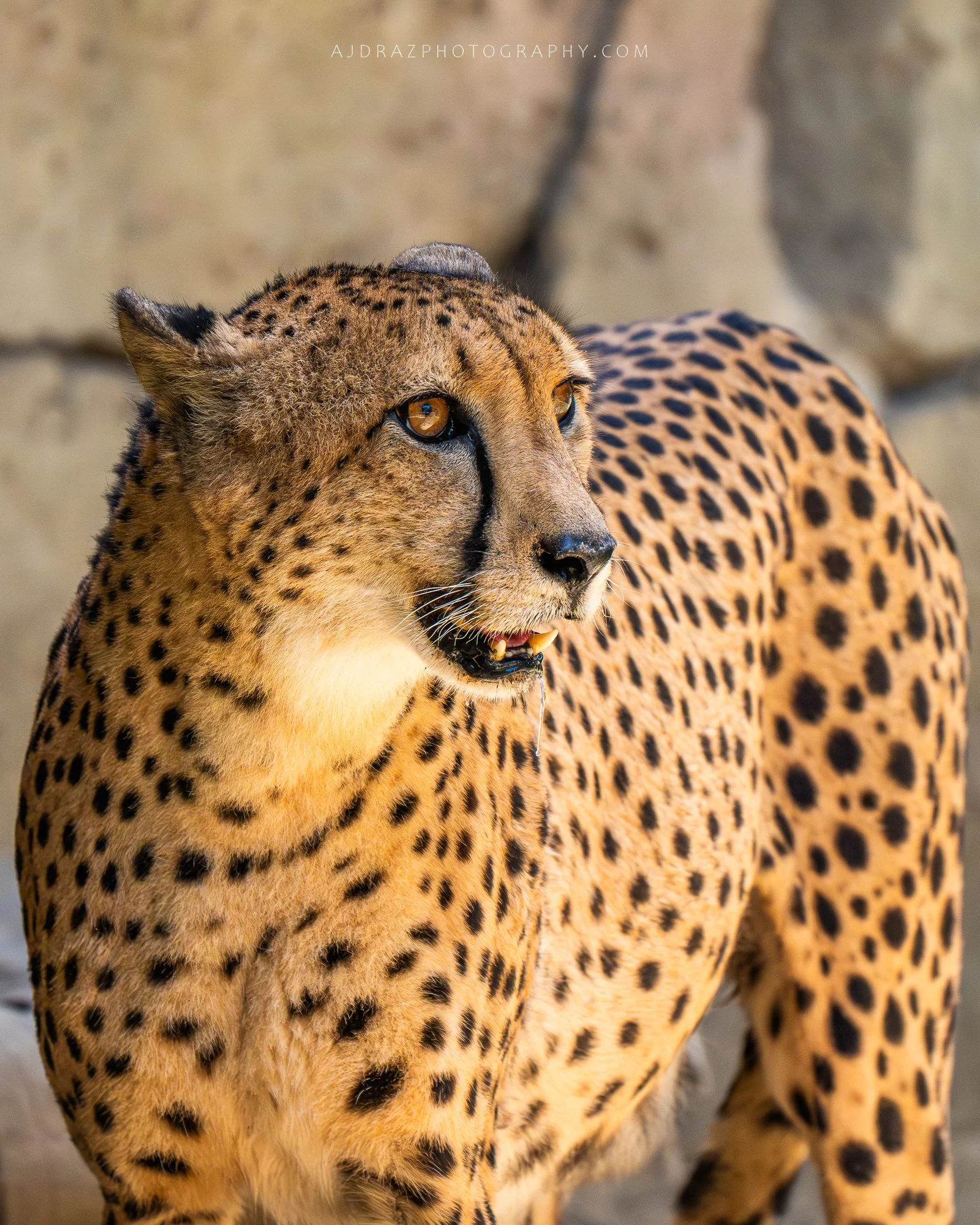 _DSC4333-1 - Copy.jpg