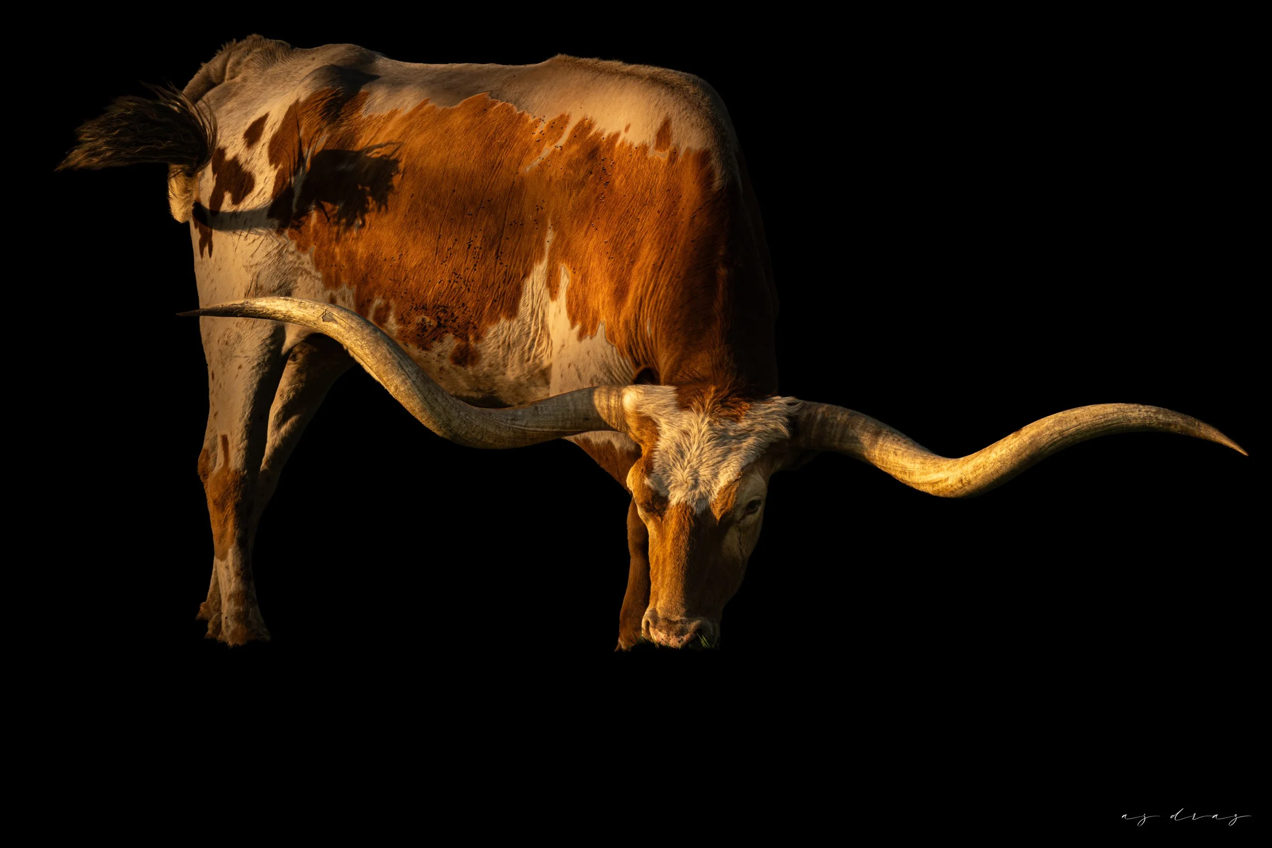 A longhorn steer with a white and brown coat against a black background.